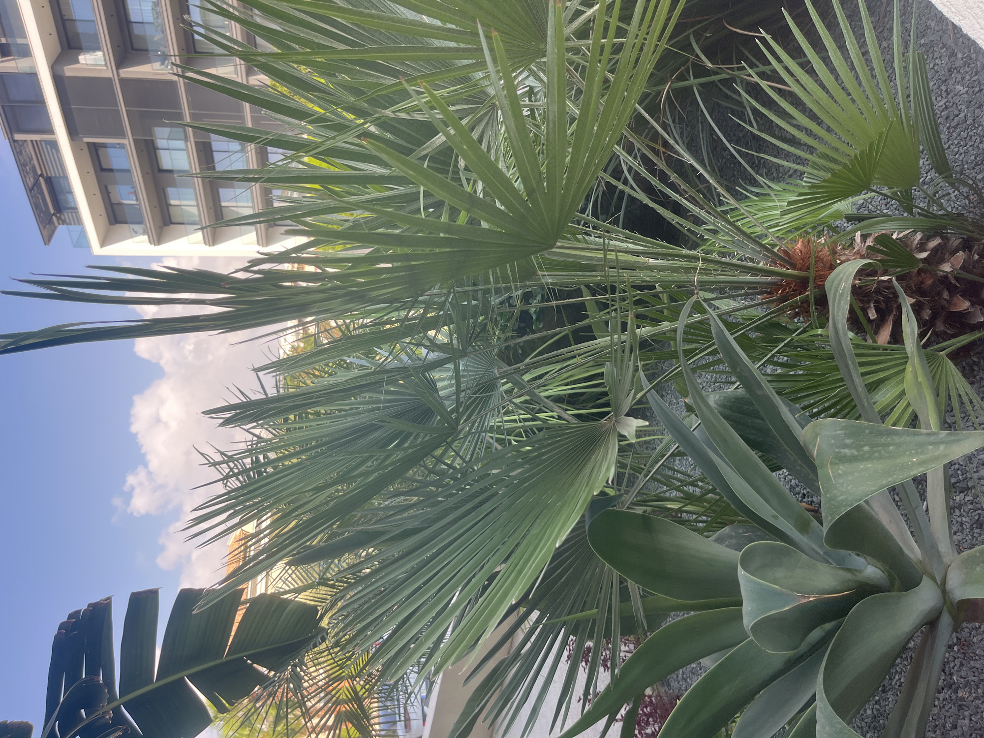 The image depicts a lush, tropical garden area in front of a modern, multi-story building. The garden features a variety of plants, including large palm fronds, agave plants with broad, succulent leaves, and smaller, spiky palm leaves. The ground is covered in dark grey gravel. In the background, the building is light-colored with multiple floors, balconies with glass railings, and dark-tinted windows. The sky above is a clear blue with a few scattered white clouds. The lighting suggests it is daytime, possibly late morning or afternoon, with the sun casting a gentle glow. The scene is peaceful and serene, evoking a sense of a vacation resort or a well-maintained urban green space. The location is identified as Germasogeia Municipality, Cyprus.