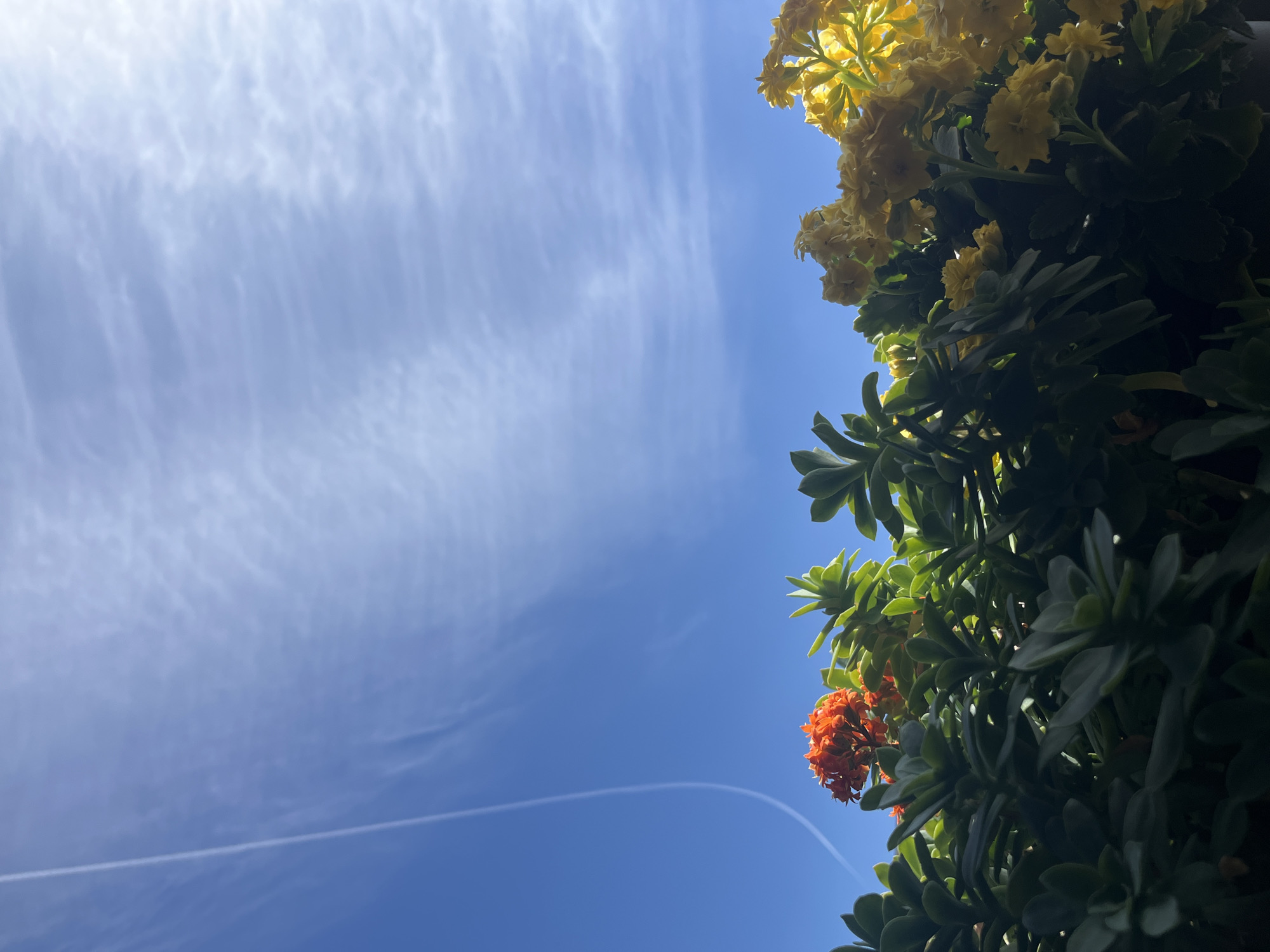 A low-angle shot shows a blue sky with wispy white clouds and a contrail running across the bottom left. The right side of the frame is filled with lush green plants, including yellow flowers at the top and orange flowers lower down. The perspective suggests the photo was taken looking upward towards the sky and plants overhead. The city of Budva, Montenegro is not discernible in this image.