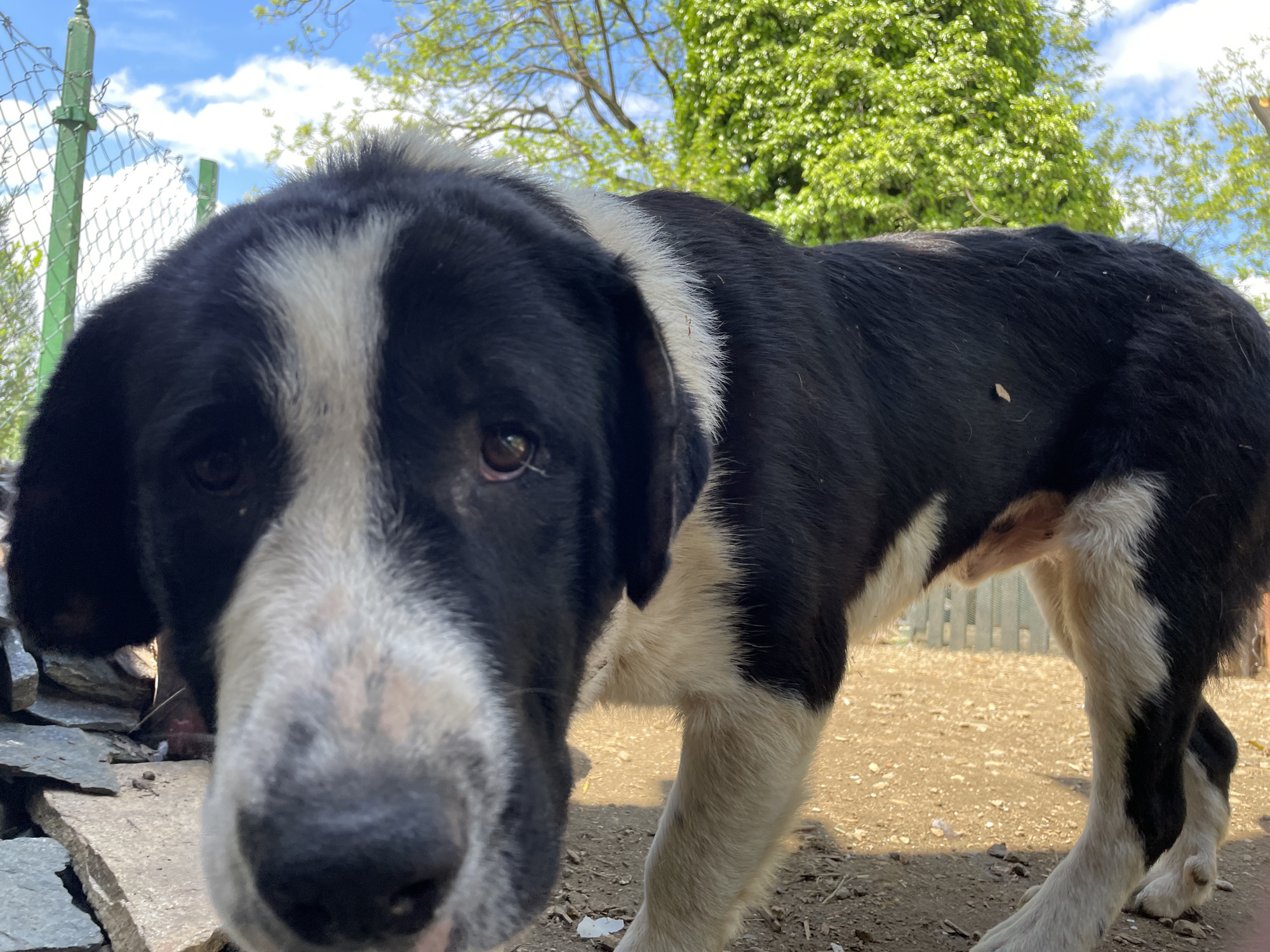 A close-up photograph shows a large, black and white dog in an outdoor setting. The dog, likely a mixed breed or shepherd type, is standing on dirt and gravel, with its head and front legs prominent in the frame. Its fur is predominantly black with white markings on its face, chest, and legs. The dog's eye is visible and appears to be focused on the camera.
Behind the dog, there is a chain-link fence and lush green foliage. The sky is partially visible in the upper portion of the frame, showing a combination of blue sky and clouds. Based on available information, the location is Zlatograd, Bulgaria. The scene appears to be in a yard or rural area, possibly near a home or farm. The lighting suggests a sunny day.