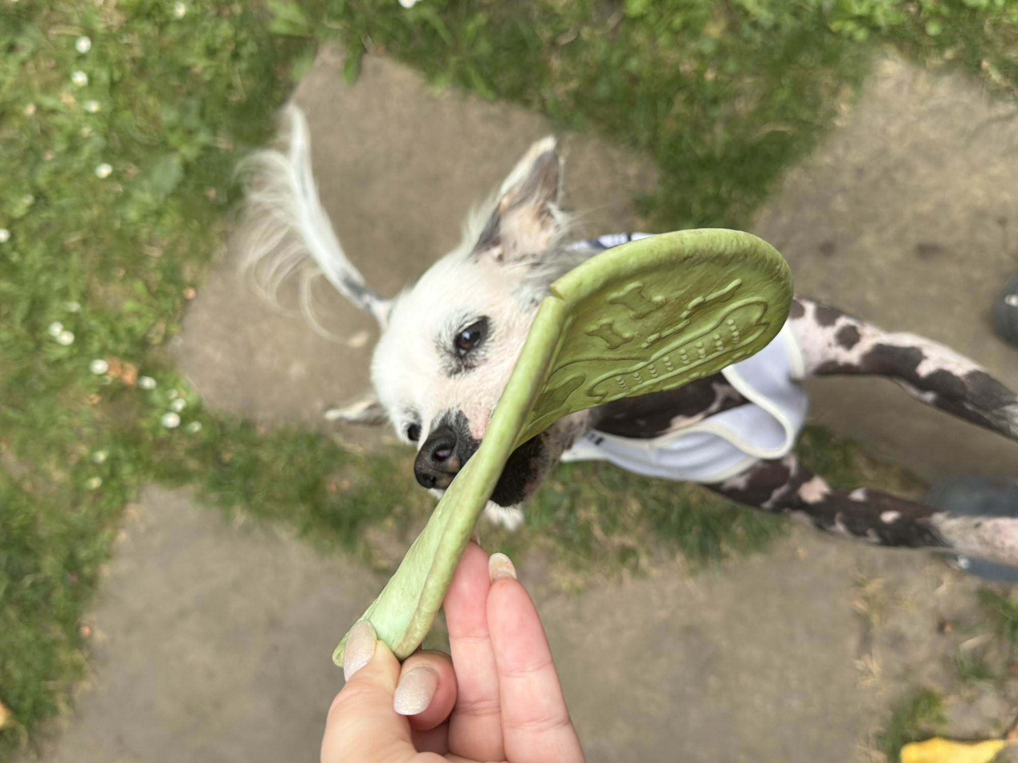 A Chinese Crested dog is chewing on a green rubber toy that is being held by a person's hand. The dog is wearing a white garment. The scene takes place outdoors on a paved path with grass and small white flowers visible. The dog is facing the viewer and its body is mostly visible, while the person's hand and arm are in the foreground. The dog has white fur on its head and tail, with black markings on its body. The ground is a neutral color, suggesting it's a walkway. The overall setting is a typical outdoor environment.