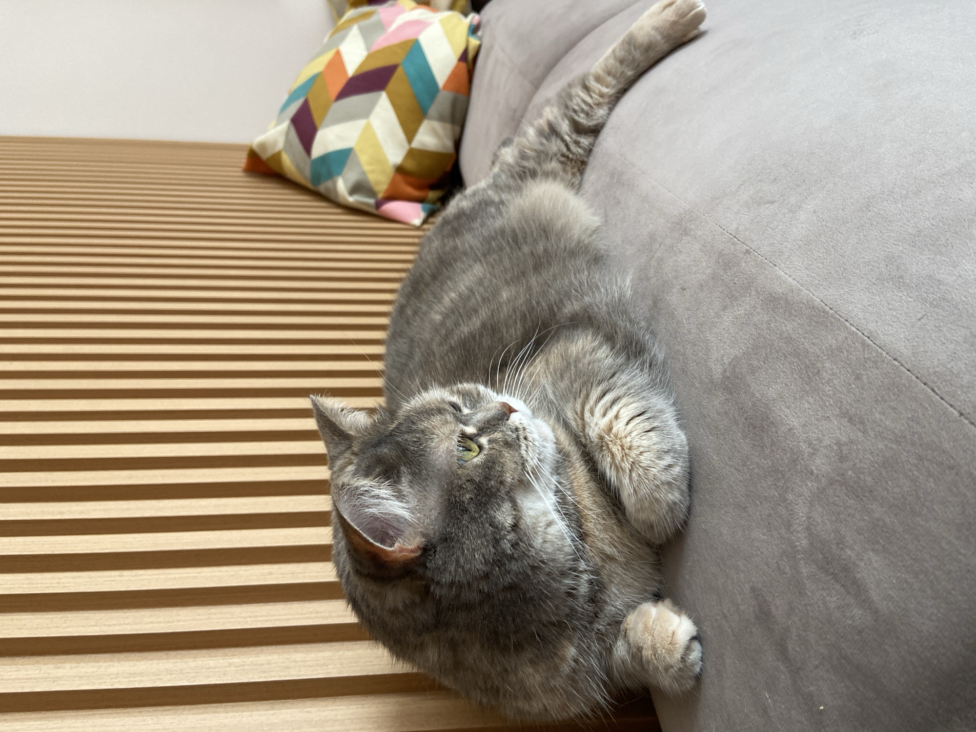 A grey and brown tabby cat is lying on a grey sofa next to a wall decorated with horizontal wooden slats. A multi-colored geometric pillow rests at the back of the sofa. The location is likely an interior space and not specifically identifiable as being in Budva, Montenegro.