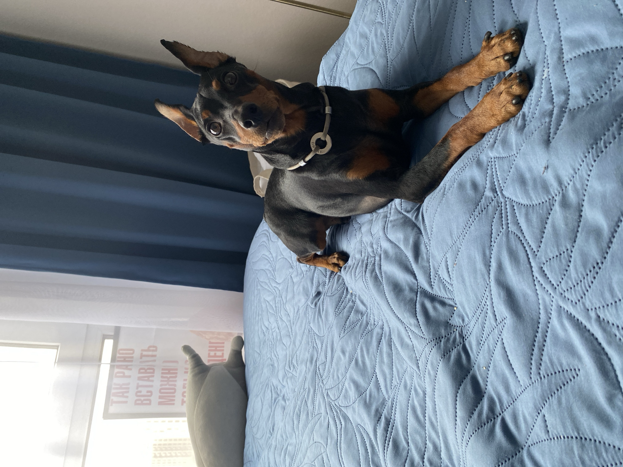 A black and tan Miniature Pinscher dog is lying on a blue quilted bedspread. The dog is facing the camera with its head slightly tilted. It has large, erect ears and dark eyes. The dog is wearing a silver-colored collar with a circular pendant. Behind the dog, a plush grey pillow is visible on the bed. To the left, a window with sheer white curtains and dark blue curtains can be seen. A poster with red text in Russian is visible through the sheer curtains. The poster text appears to say "ТАК РАНО" (So early) and "МОЖНО" (It is possible). The scene appears to be an indoor bedroom setting.
