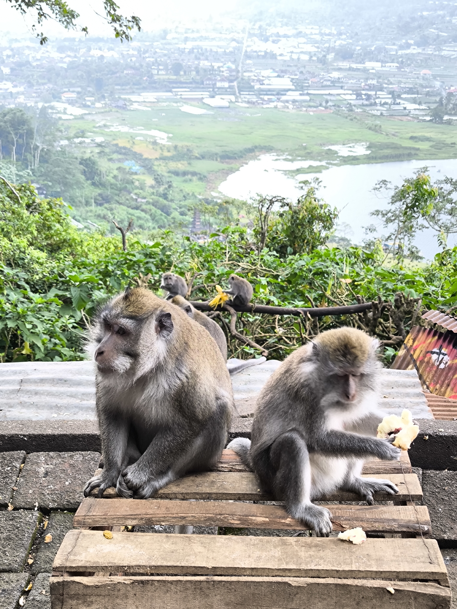 Two macaques are seated on a wooden platform, facing the viewer. The macaque on the left is looking to its left, while the macaque on the right is eating a piece of food. In the background, a lush green landscape stretches out, featuring trees, fields, and a body of water. The scene appears to be in the city of Sukasada, Indonesia, judging by the distinct terraced fields and village structures visible in the distance, characteristic of the region's agricultural and residential patterns. The overall environment suggests a natural habitat with human proximity.