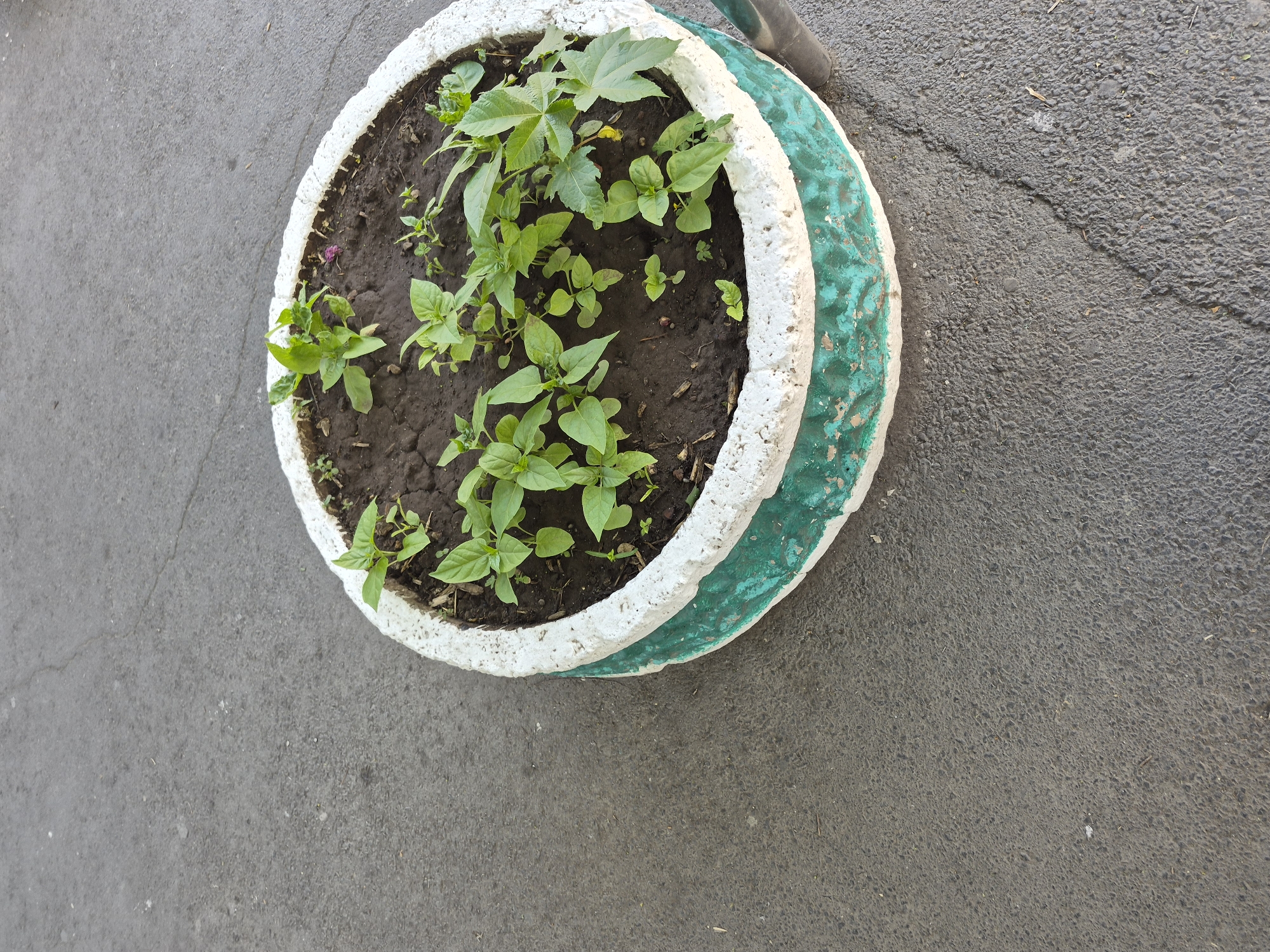A circular concrete planter with white and teal-green painted accents contains dark soil and numerous young green plants. The planter is situated on a cracked asphalt surface. The scene is an outdoor urban environment, likely a street or sidewalk.