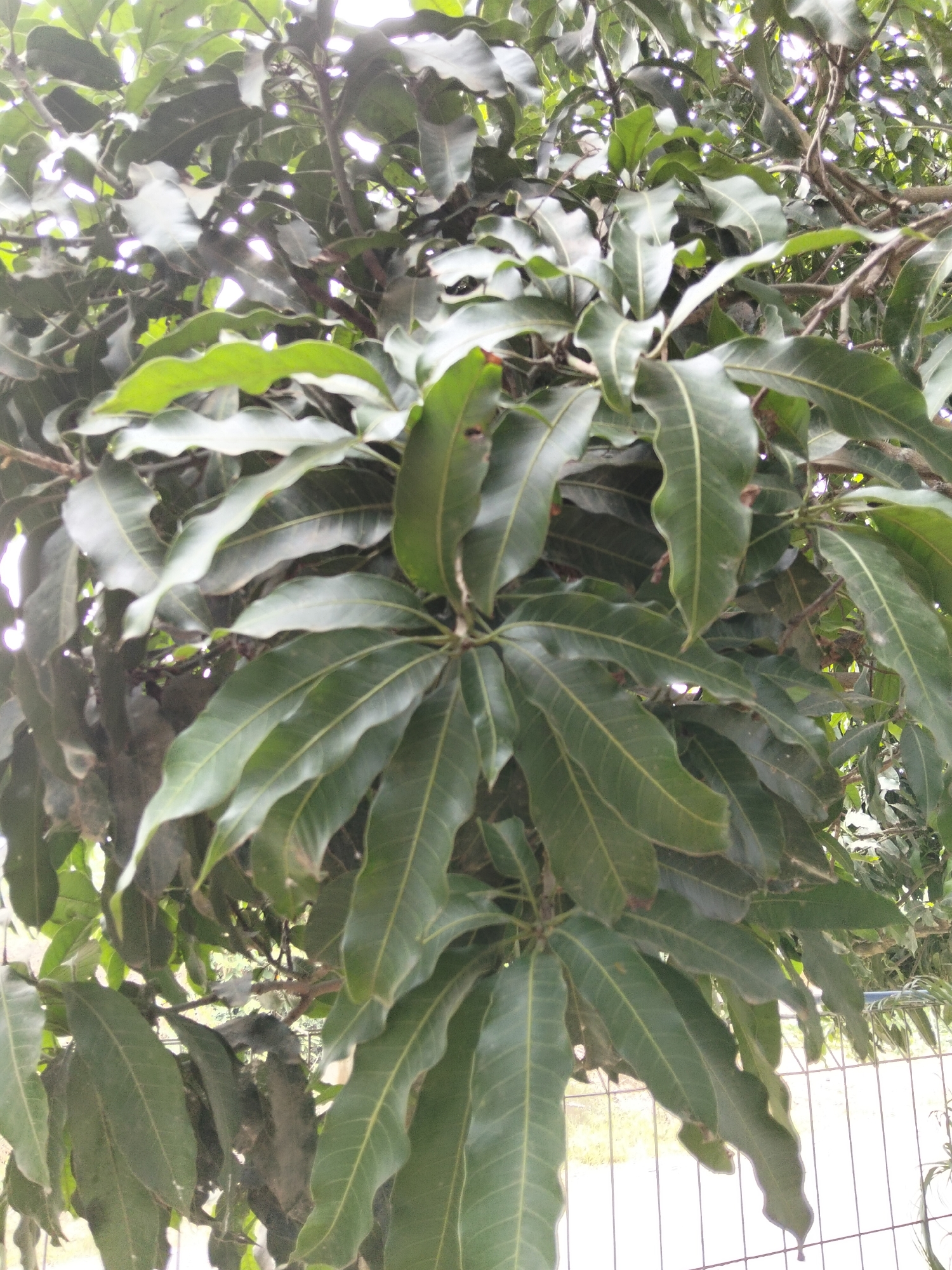 The image shows a dense canopy of dark green mango leaves with some lighter green leaves visible. The leaves are elongated and somewhat glossy, with visible veins. The branches are dark and woody, intertwined with the foliage. In the background, a blurred white and green area is visible, possibly indicating more foliage or vegetation. At the bottom of the image, a light-colored fence with vertical bars is partially visible. The lighting suggests it is daytime, with some dappled light filtering through the leaves. The scene depicts a close-up view of a mango tree in a natural or semi-natural outdoor setting.