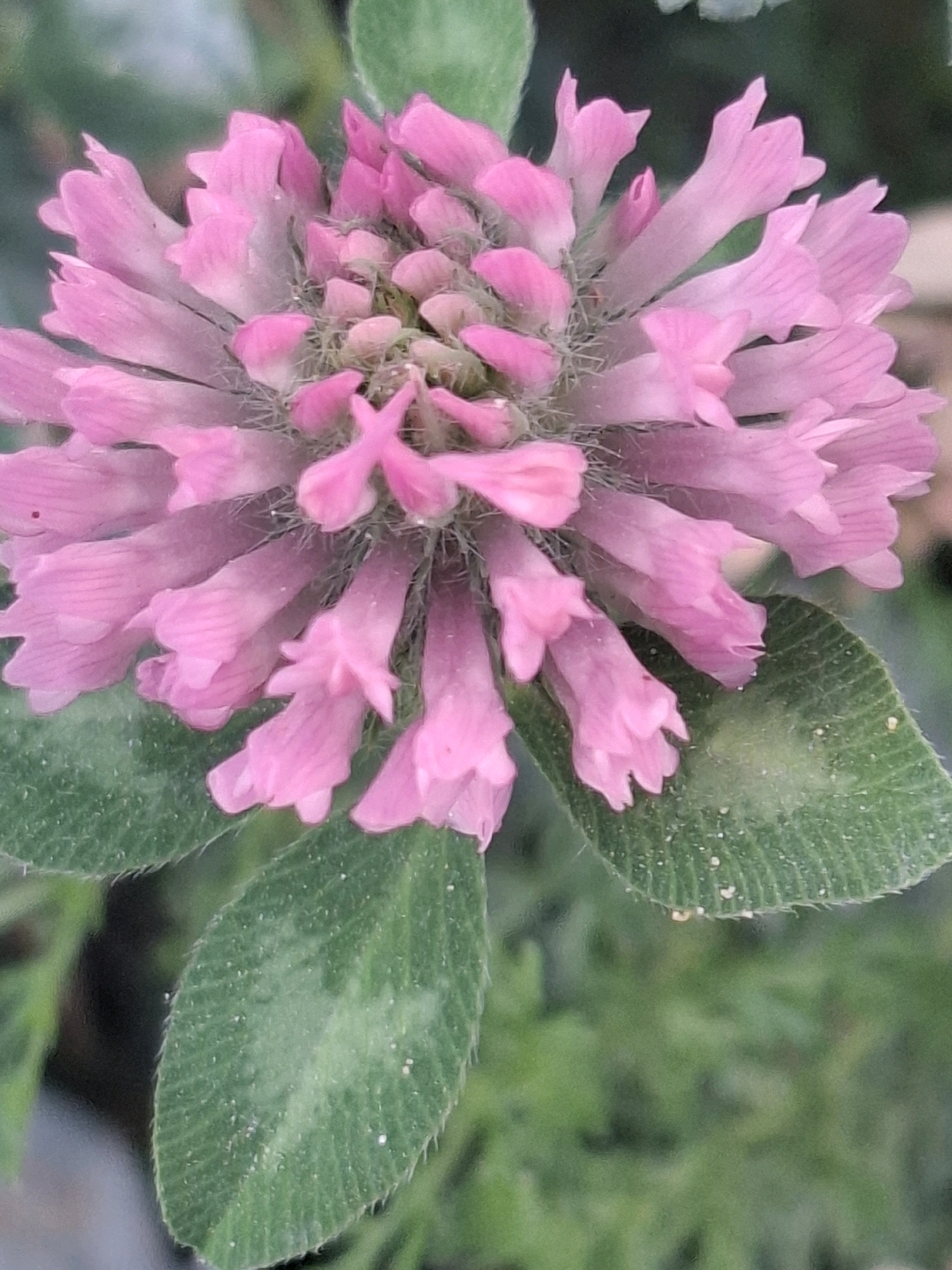 A close-up, overhead shot focuses on a bright pink clover flower. The flower head is densely packed with small, tubular florets, each with a delicate, slightly flared opening. The petals exhibit a subtle gradient of color, appearing lighter towards the tips. Some of the florets are tipped with tiny, light-colored hairs. Two textured green clover leaves are visible in the foreground, one on the left and another on the right of the flower. These leaves have visible veins and a slightly fuzzy appearance. The background is a blur of green foliage, indicating an outdoor natural setting. The lighting is soft, casting no harsh shadows. There are no people, animals, or man-made objects present in the frame. There is no visible information within the image or its crops that would indicate its location in the city of Almaty, Kazakhstan.