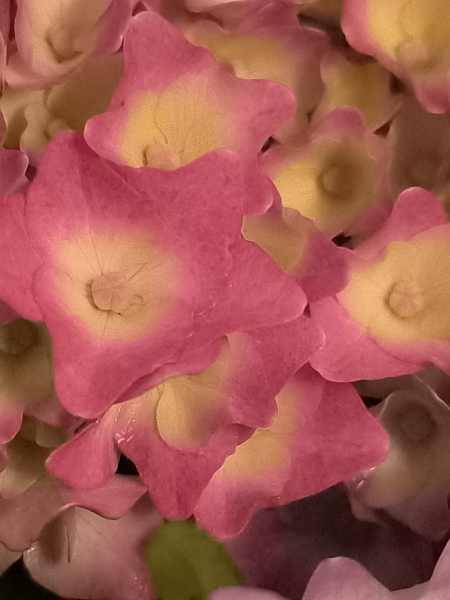 The image is a close-up, overhead shot of a cluster of pink and yellow hydrangeas. The petals are soft and rounded, with a gradient of color from a vibrant pink on the outer edges to a lighter yellow in the center. The flowers are densely packed, creating a textured and layered effect. There are no people or any indication of a specific location within the city of Dercekliai, Lithuania. The focus is solely on the floral arrangement.