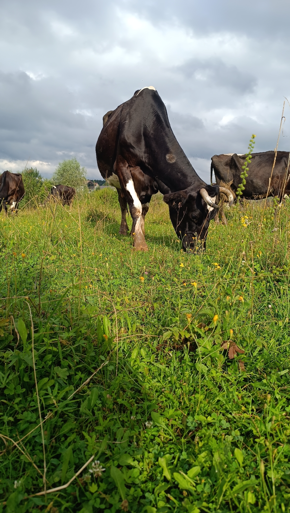 In a grassy field under a cloudy sky, several black and white cows are grazing. The foreground is dominated by lush green grass and small yellow wildflowers. One cow is prominently positioned in the center, its head bent down to eat. In the background, other cows are visible, and trees and a building can be seen in the distance. The overall scene depicts a pastoral setting.