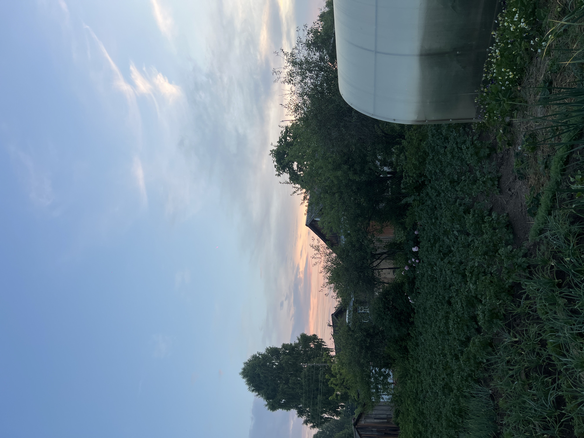 The image depicts a rural scene in the village of Pigozino, Russia, during twilight. The sky is a gradient of pale blue to soft pink and orange hues, with wispy clouds. In the foreground, a garden bed with rows of green plants, likely onions and potatoes, is visible. To the right, a semi-circular greenhouse made of translucent material stands. Beyond the garden, there are trees and vegetation, interspersed with wooden structures and the roofs of houses. A tall, leafy tree is prominent on the left side of the frame, with power lines running behind it. The overall impression is one of a quiet, domestic rural landscape at the end of the day. There are no people or animals present in the image.
