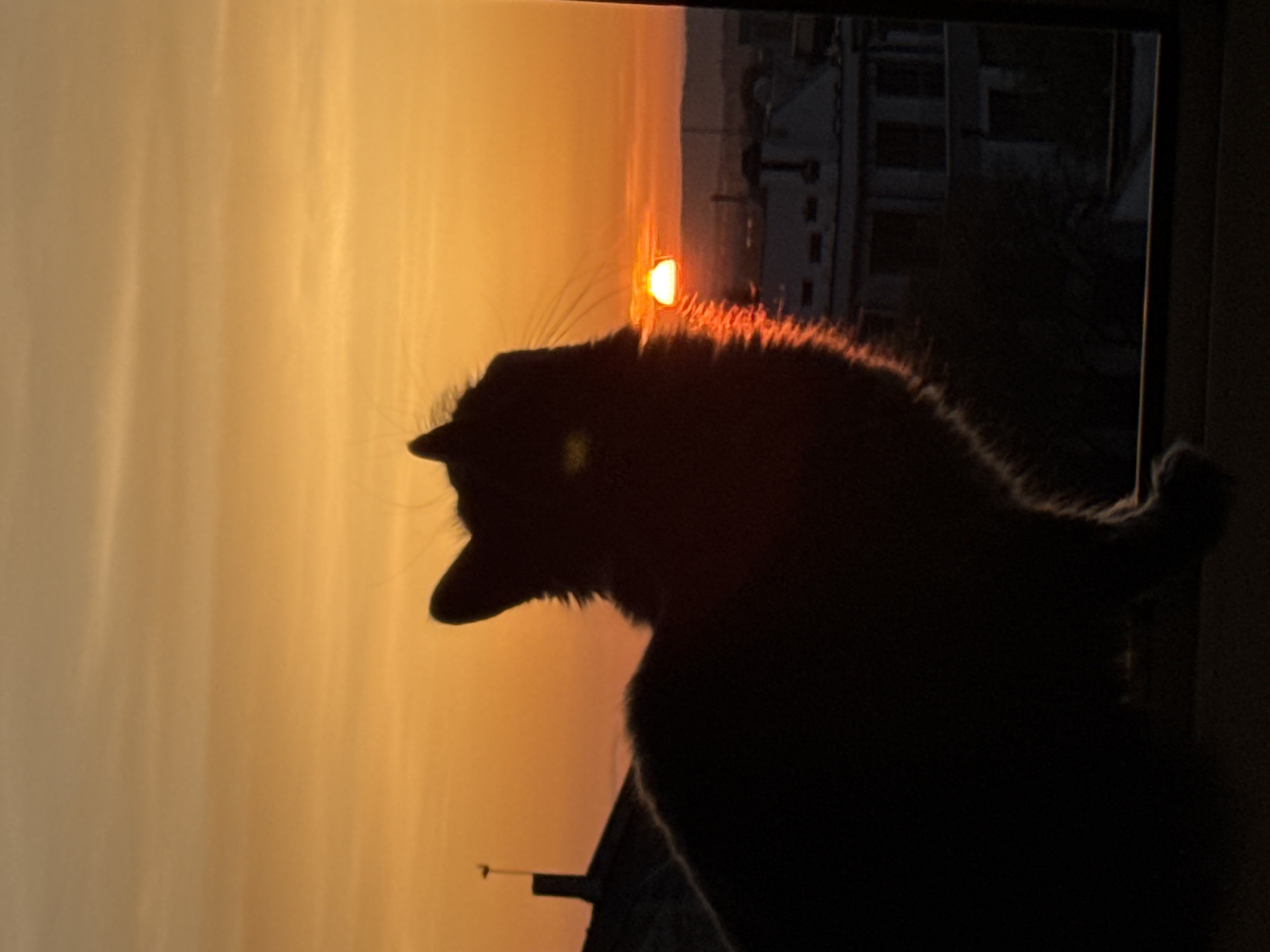 The image shows a silhouette of a cat sitting on a windowsill, looking out at a sunset. The sky is a gradient of orange and yellow. In the distance, there are buildings and hills silhouetted against the bright sky. The cat is the most prominent subject, its outline sharply defined against the light. Part of a window frame is visible. The location is likely Varna, Bulgaria, suggested by the buildings and landscape in the background.