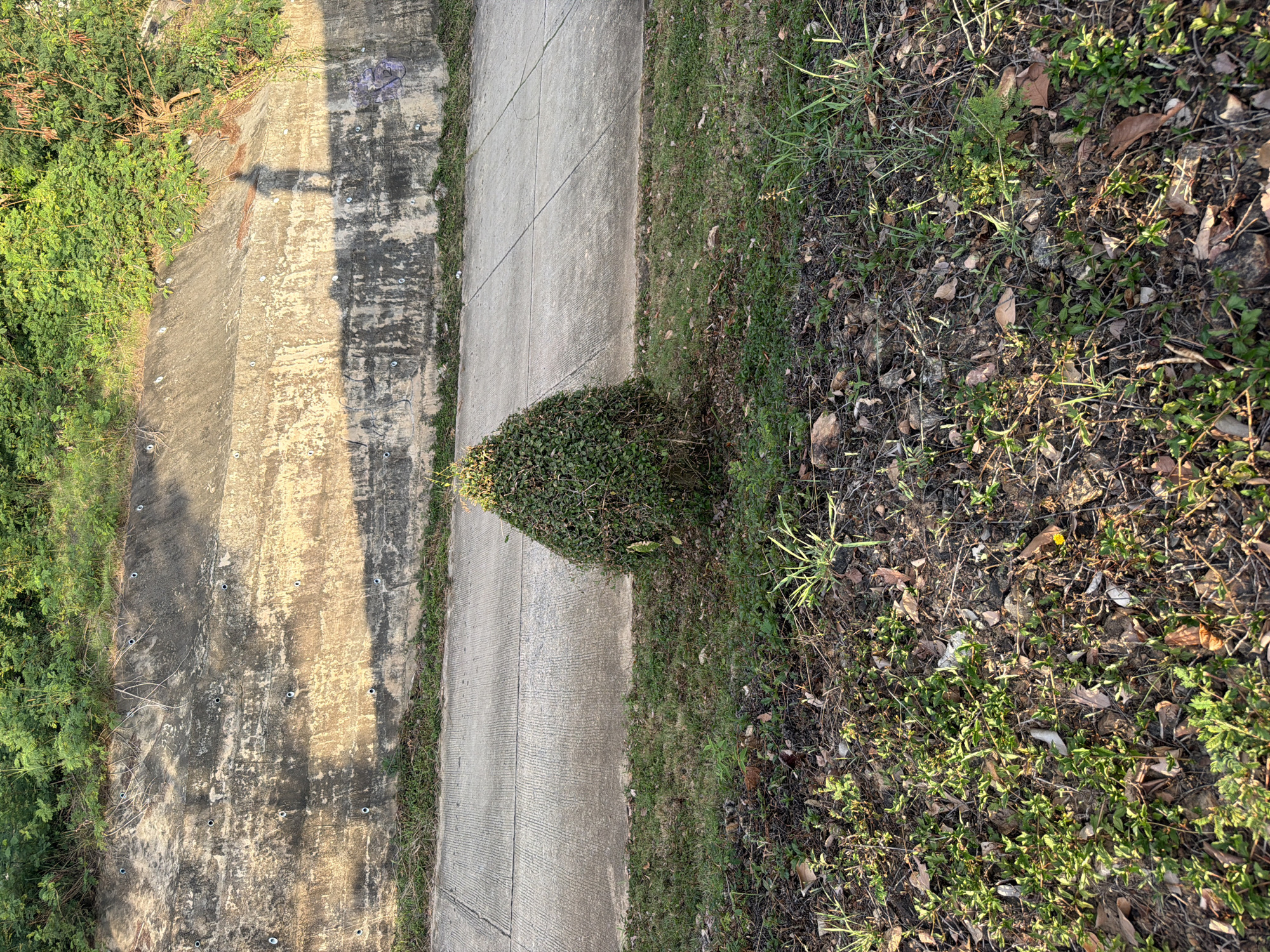 A conical, dark green bush stands in the foreground, centered in the frame and situated on a patch of dry grass. Behind the bush, a concrete path runs horizontally across the image, dividing the lower grassy area from an elevated concrete wall. The wall, textured and weathered, displays streaks of dark discoloration and has numerous circular metallic fixtures embedded in its surface. Lush green foliage grows along the top of the wall, cascading down in some areas. Sunlight casts long shadows from the foliage and from a human figure, whose silhouette is visible on the upper right portion of the wall. The ground in the foreground is a mix of dry grass, fallen leaves, and small stones. The scene appears to be outdoors in a semi-natural, possibly urban, environment. The location of Baan Thong Po, Thailand, is mentioned in the prompt but is not explicitly discernible from the visual elements of the image itself.