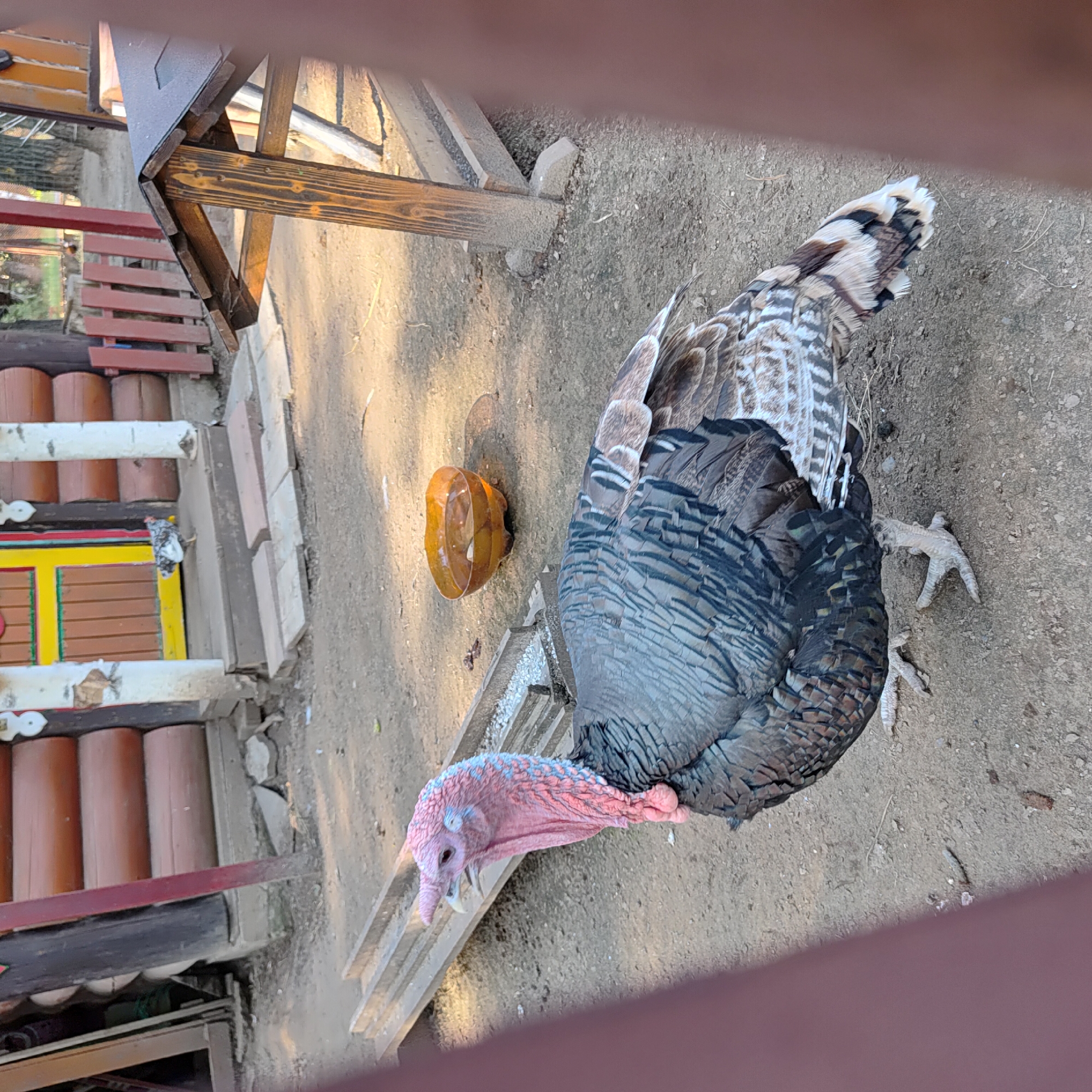 The image shows a turkey standing on the ground near some wooden structures. The turkey has a pink head with some blue markings and a prominent wattle. Its body is covered in dark, iridescent feathers with lighter brown and white markings on its wings and tail. To the left of the turkey, there are several wooden posts and structures that appear to be part of an enclosure or building. There is also a small, orange, bowl-like object on the ground near the turkey. The ground is composed of dirt and small stones. The lighting suggests it is daytime, likely sunny, given the shadows. The scene appears to be outdoors, possibly in a farm or zoo setting. The turkey's posture suggests it is alert and possibly feeding. No people or text are visible in the image.