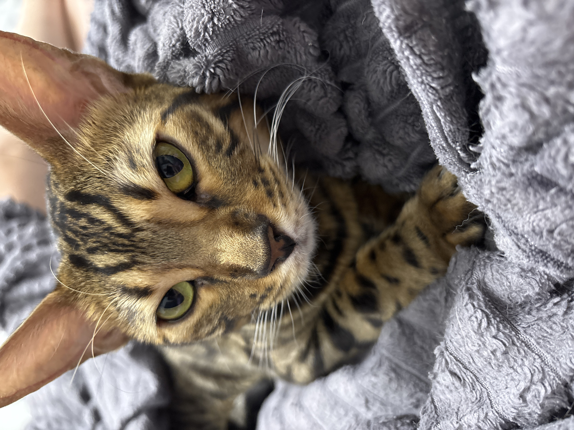 A close-up photograph shows a Bengal cat nestled in a gray, soft blanket. The cat's head is tilted towards the camera, displaying its green eyes, brown and black patterned fur, and long whiskers. The blanket appears to be a plush, textured fabric. The location is not discernible from the image. No people, actions or interactions are visible.