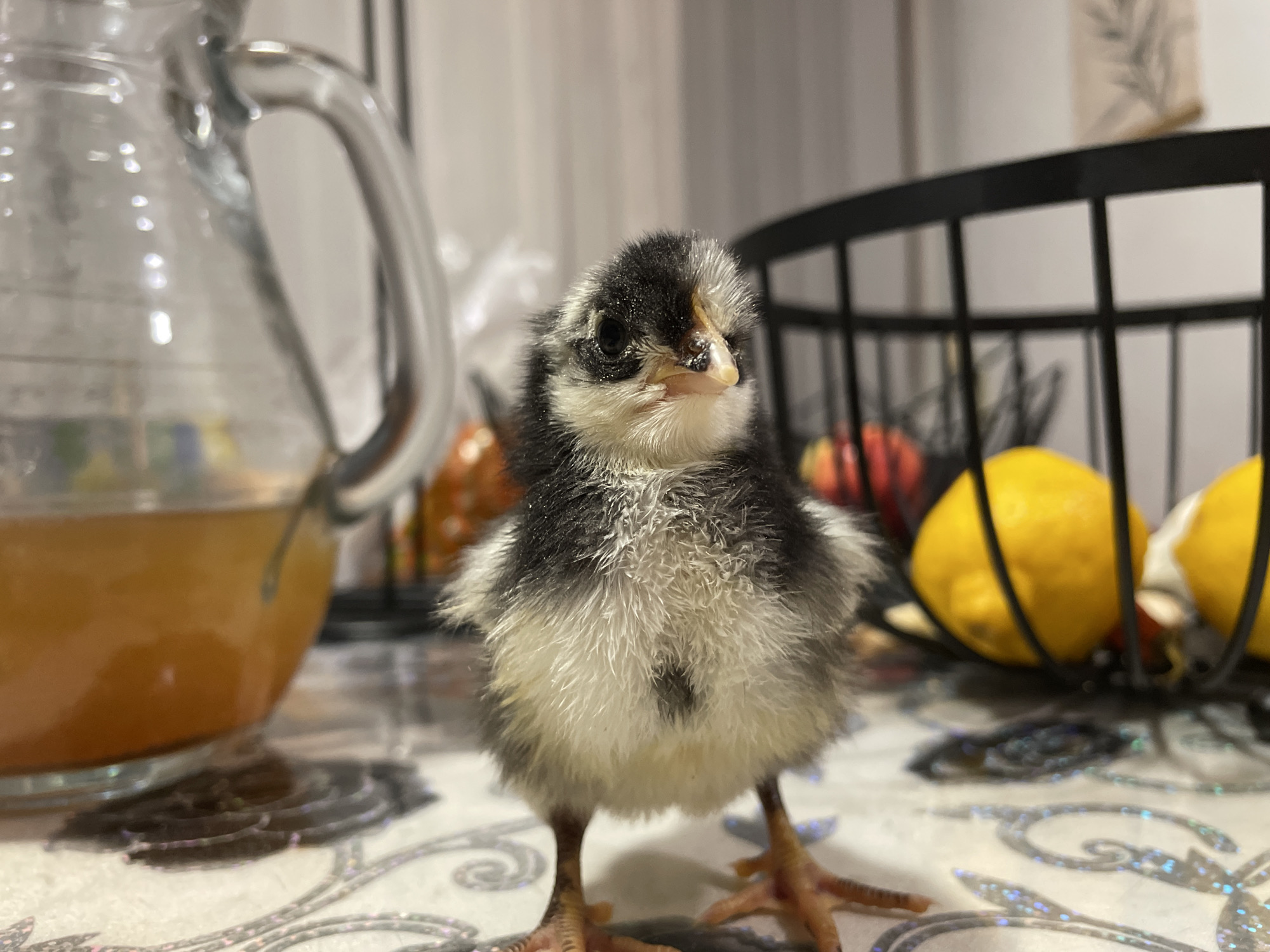 The scene depicts a small, bicolored chick, predominantly black and white with hints of pale yellow down, standing upright on a light-colored patterned tablecloth. The chick is positioned centrally, facing slightly towards the viewer, with its beak partially agape. To its left is a clear glass pitcher filled with an orange liquid. In the mid-ground to the right, a black, open-wire fruit basket contains multiple yellow lemons and some red spherical objects. The tablecloth features a swirling, iridescent grey design. The background is an indistinct indoor setting. The image is set in Zlatograd, Bulgaria.