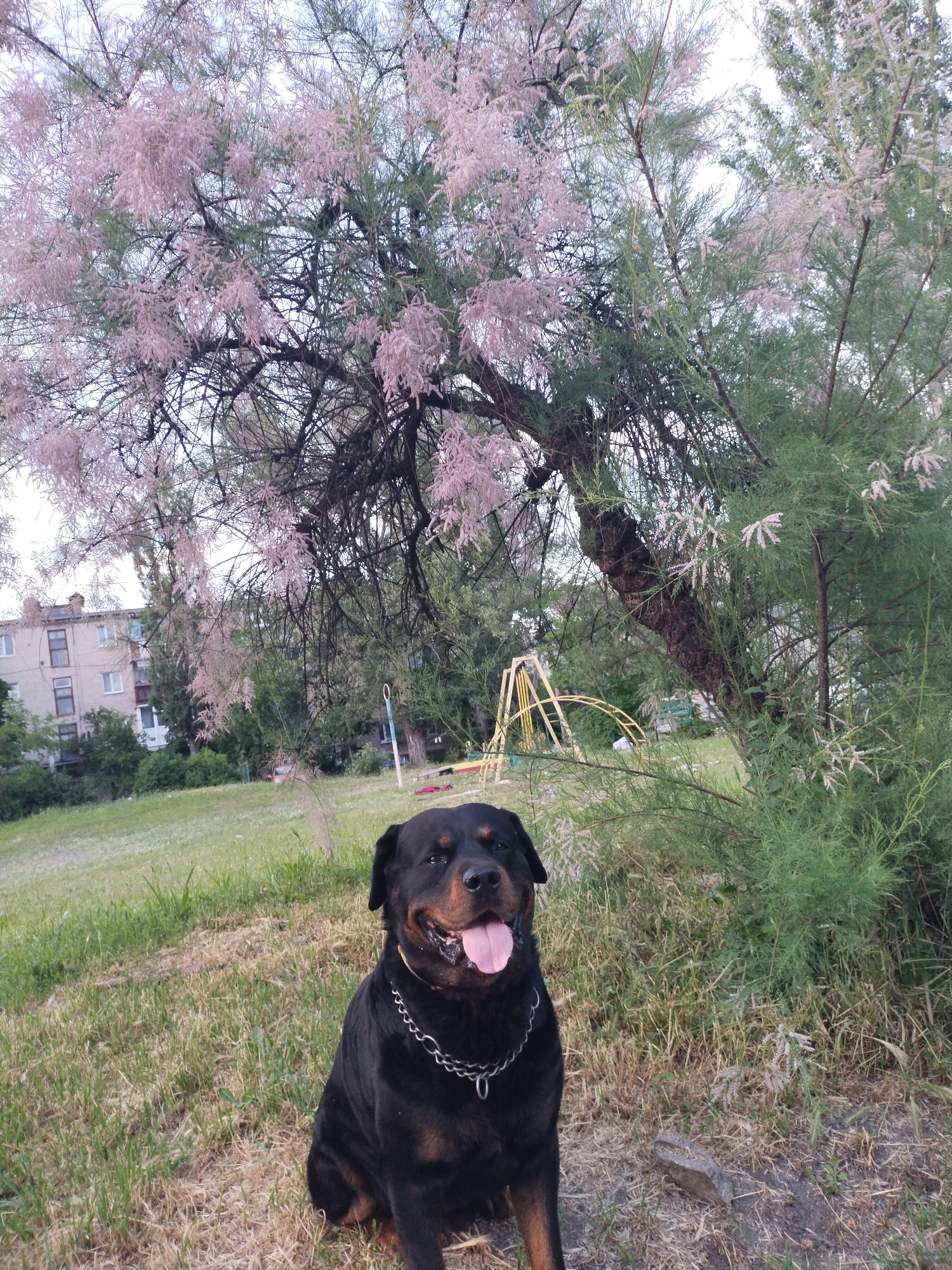 The image depicts a black and tan Rottweiler dog sitting in a grassy, partially dry area, identified as being in Horishni Plavni, Ukraine. The dog is positioned in the lower center foreground, facing forward with its mouth open and tongue extended. It wears a silver-colored metal chain collar.
Above the dog and extending across the upper portion of the frame is a large tree characterized by numerous delicate, light pink to purple blossoms and thin, feathery green foliage, consistent with a Tamarix species. Its dark, gnarled branches are visible through the leaves and flowers. To the right, another section of a tree or large shrub with similar feathery green leaves and fewer white/pale pink blossoms is present.
In the mid-ground, behind the central tree, a light-colored, multi-story residential building with multiple windows is visible on the left. Towards the center-right mid-ground, a yellow, arched metal playground structure is partially obscured by vegetation. The ground consists of a mix of green grass and patches of drier, light brown vegetation. A small, dark rock is visible on the ground to the dog's right. The lighting is soft and diffuse, suggesting an overcast sky or twilight conditions.