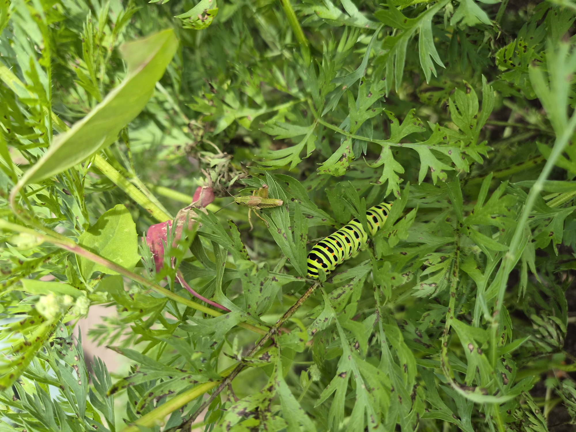 A black and green striped caterpillar is on a green plant with a grasshopper nearby. The image is an outdoor shot, with the focus on the caterpillar and grasshopper amidst the greenery of the plant. The plant appears to be a garden plant, possibly a vegetable or herb, given the feathery leaves and the presence of the caterpillar which is known to feed on certain plants. The caterpillar is segmented and brightly colored, making it a prominent feature of the image. The grasshopper is smaller and camouflaged against the leaves. The background is blurred, suggesting a shallow depth of field, which further emphasizes the subjects. The overall scene depicts a small moment in nature within a garden setting.