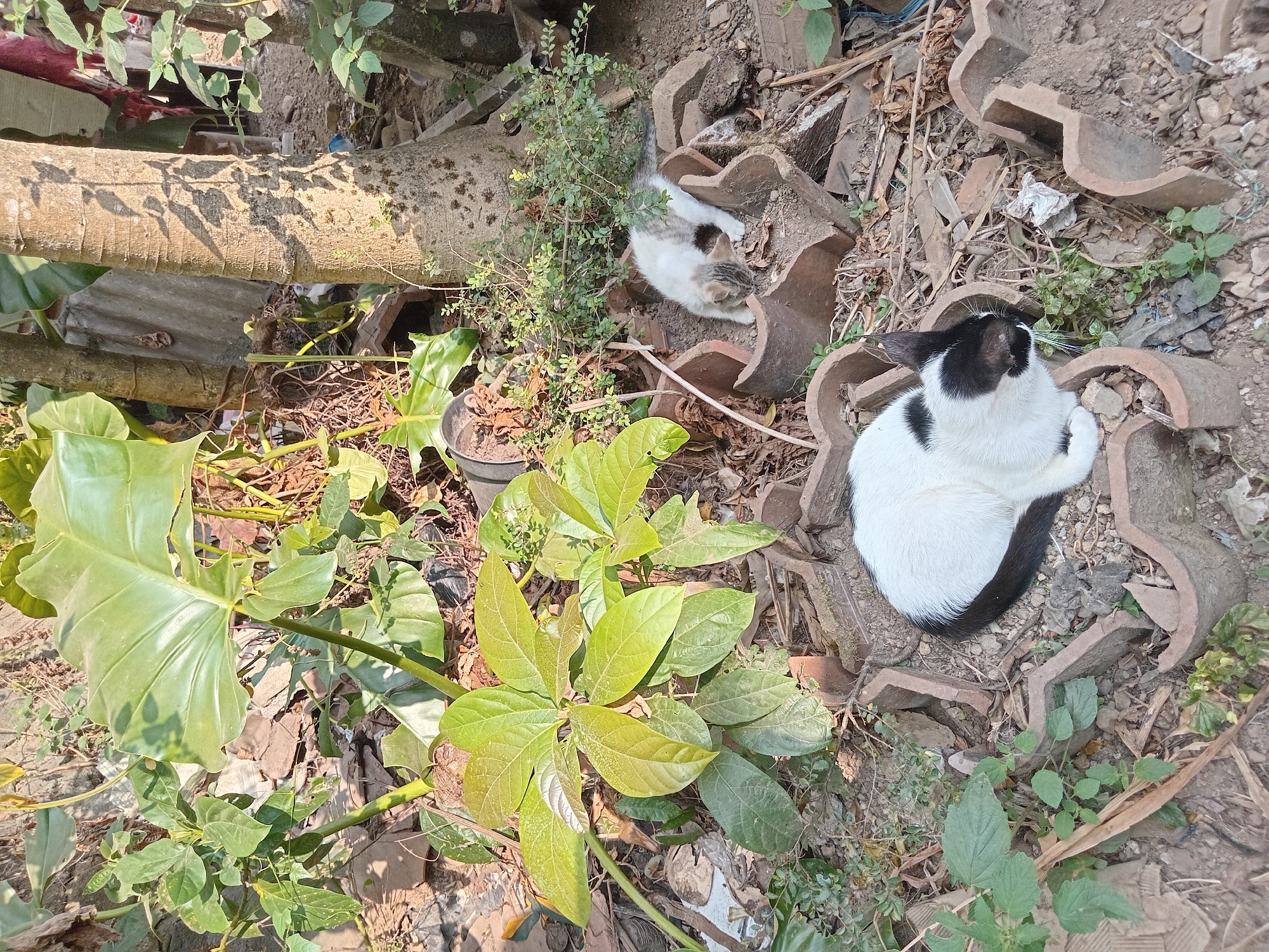 Two cats are resting in a cluttered outdoor area. A black and white cat is in the foreground, curled up and facing left. To the right and further back, a white and gray kitten is sniffing the ground. The cats are situated among broken clay tiles and dry leaves, with various plants and tree trunks surrounding them. The scene appears to be a neglected outdoor space, possibly in a residential area of Claket, Indonesia.