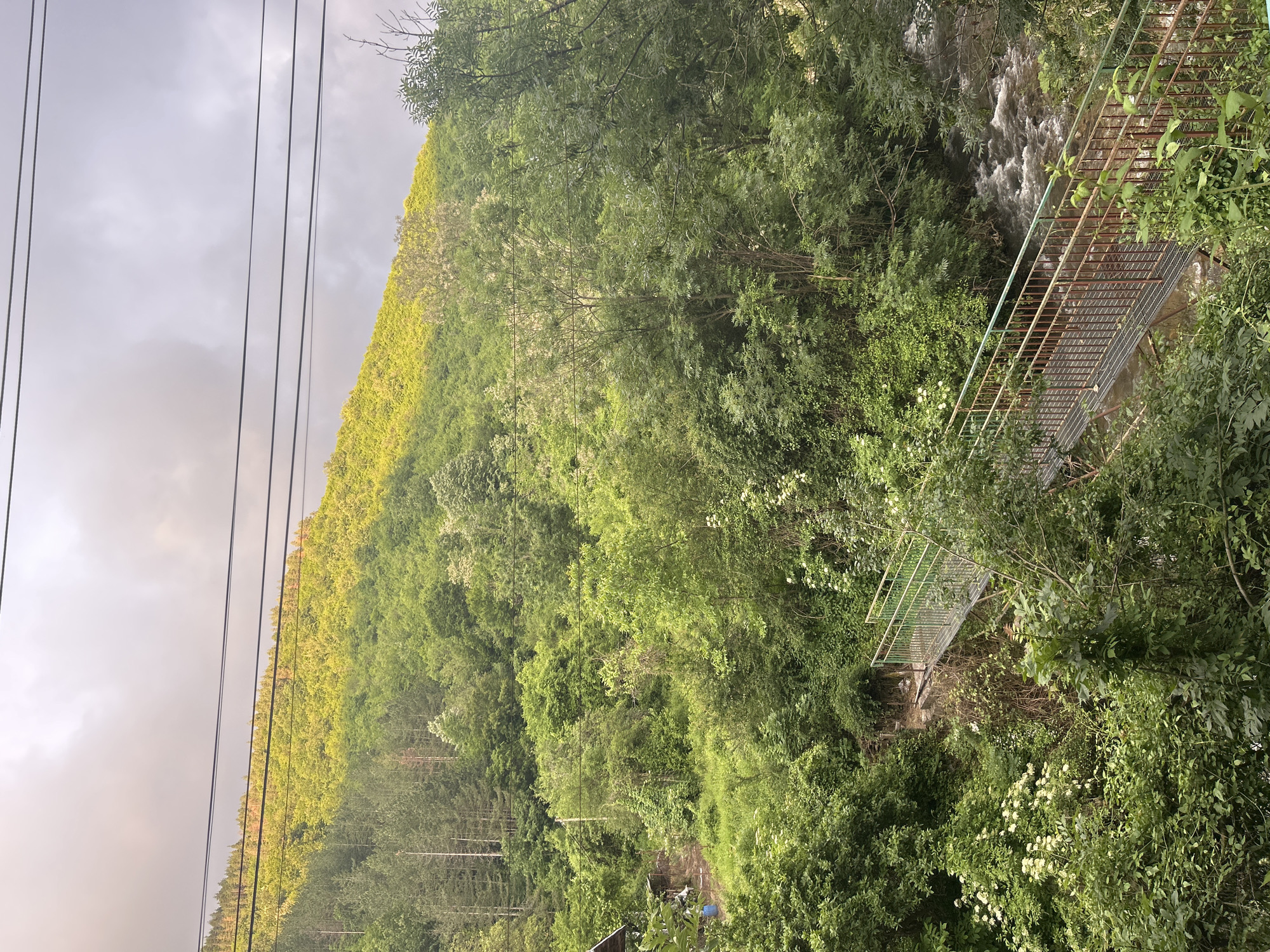 This image captures a lush, verdant natural landscape, likely a valley or gorge, under an overcast sky. The scene is dominated by dense foliage and trees covering hillsides, with varying shades of green indicating different types of vegetation or light exposure.
In the upper portion of the frame, several dark, thin utility lines, possibly power or communication cables, stretch horizontally across the gray, cloudy sky. Below these lines, the hills are thickly forested, with a mix of mature trees and younger growth.
Towards the middle and right side of the image, a narrow, rustic footbridge spans a fast-flowing river or stream. The bridge appears to be made of metal, featuring a grated deck and sturdy railings, some sections of which show signs of rust while others have a green hue. The turbulent water of the stream, with white foam and ripples, is visible beneath and around the bridge.
The overall impression is one of a remote, natural setting. There are no people visible, and no specific activity is taking place. The time of day appears to be daytime, though the heavy cloud cover prevents direct sunlight and creates a soft, diffused light across the landscape. There is no visible text in the image.
