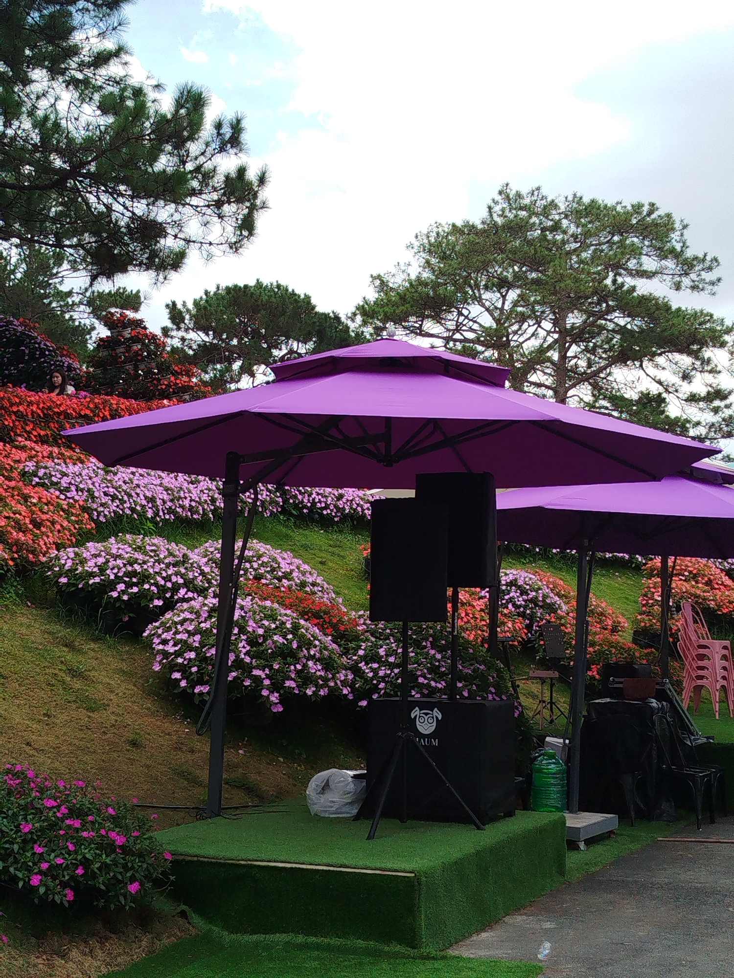 In Phường Xuân Hương, Đà Lạt, Vietnam, a park-like setting is captured on an overcast day. The foreground features vibrant displays of pink and red impatiens flowers cascading down a grassy, tiered hillside. Two large, purple market umbrellas provide shade over a setup that appears to be for an event. Beneath the umbrellas, two black audio speakers are mounted on stands, positioned in front of a black enclosure with a white owl logo and the word "IMUM" visible. A green plastic water bottle rests on a small platform to the right of the speakers, near stacked pink chairs. The background is dominated by lush green pine trees, their branches reaching towards the sky, and further expanses of colorful flowers. A lone woman is partially visible on the upper left section of the floral hillside, observing the scene. The overall impression is one of a serene, cultivated outdoor space, possibly prepared for an outdoor performance or gathering.