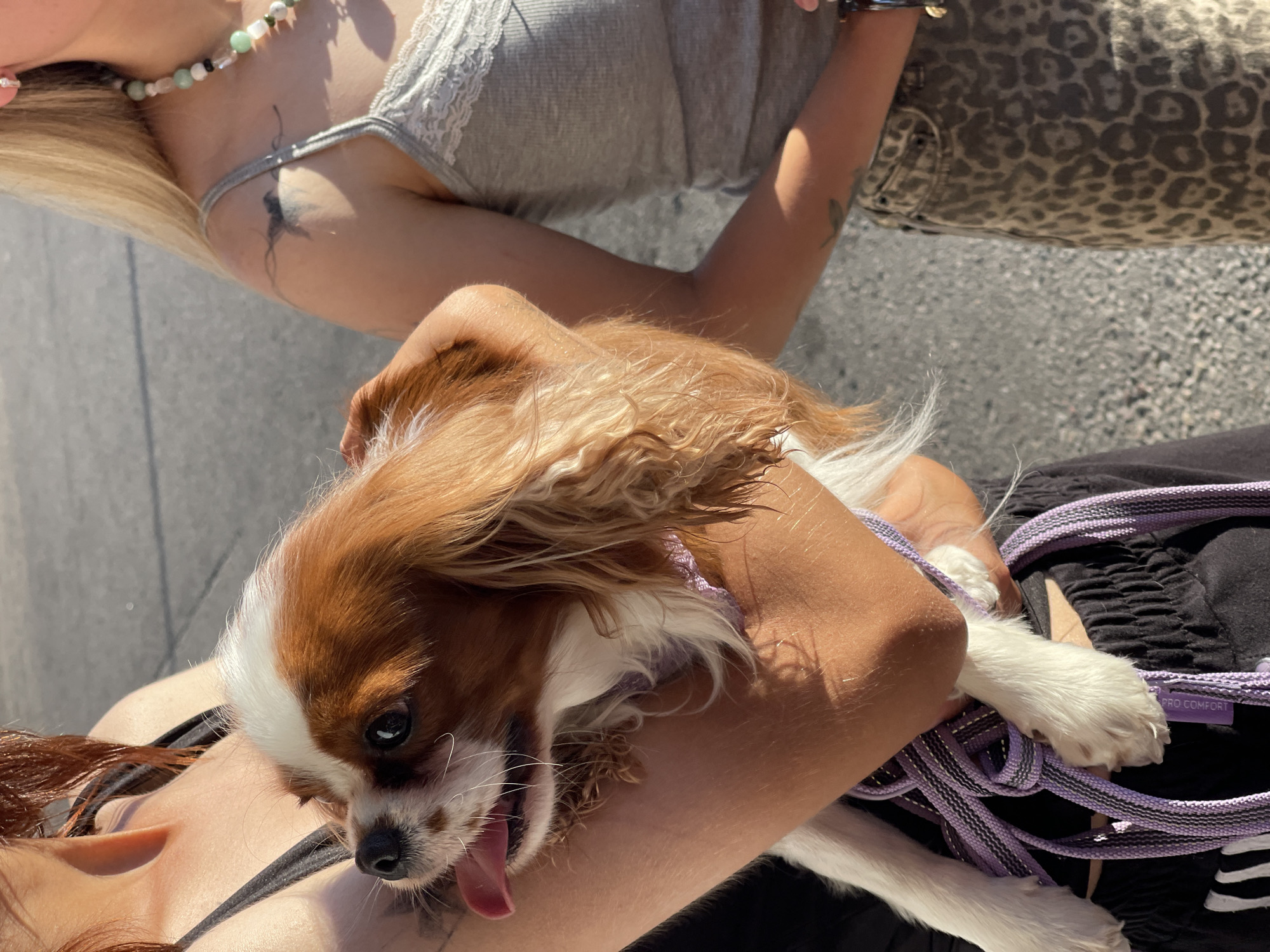 In Zelenogradsk, Russia, two individuals are visible. The person on the left is holding a Cavalier King Charles Spaniel, which is light brown and white with its tongue out. This person is wearing a black tank top and black sweatpants with a purple and black leash. The person on the right is wearing a grey lace-trimmed tank top and leopard-print pants, and has blonde hair. They are also wearing a beaded necklace. The setting appears to be outdoors on a paved surface, possibly a street or sidewalk, with a slightly blurred background.