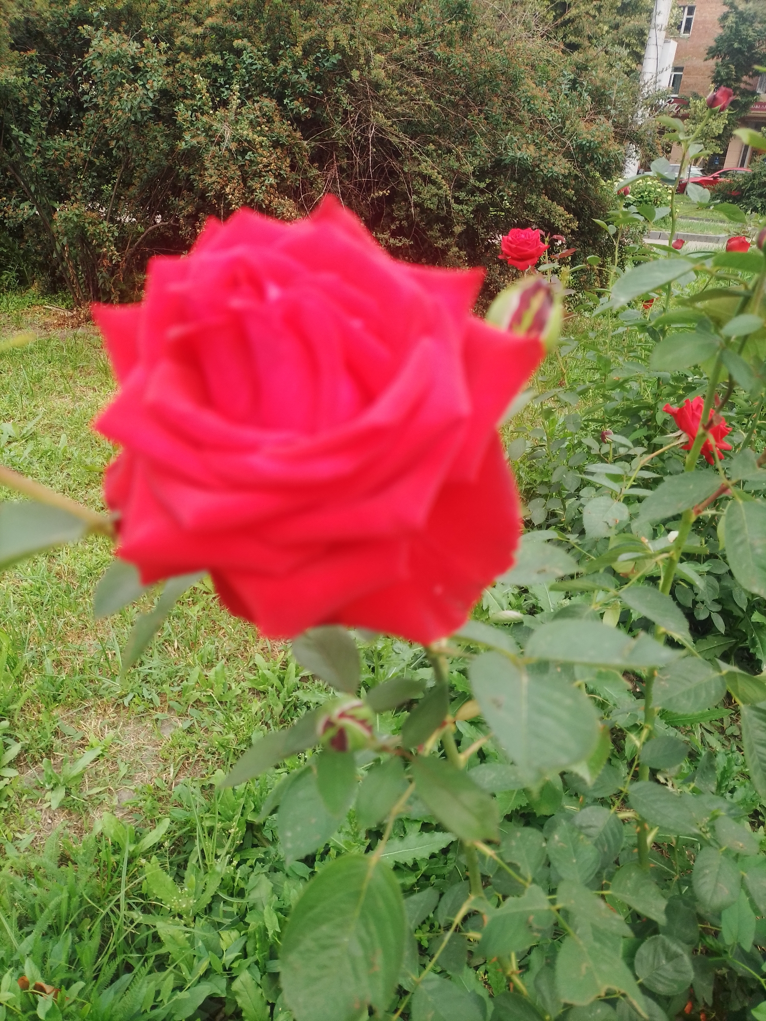 A close-up, slightly blurred, photograph captures a vibrant red rose in the foreground. The rose's petals are a rich, deep red and are tightly furled in the center, with some outer petals beginning to open. The background is a mix of green foliage and grass, with a hint of a building and a red car visible in the distance. This suggests an outdoor setting, possibly a garden or park within the city of Poltava, Ukraine. The lighting appears to be natural daylight.