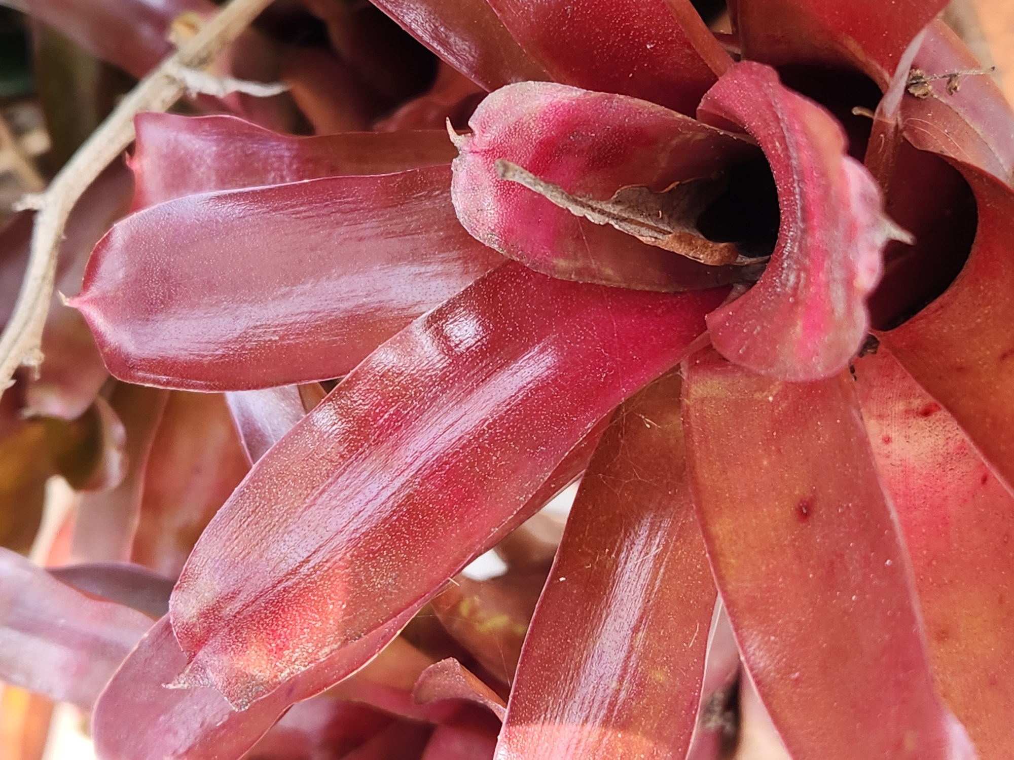 This is a close-up, eye-level shot of a reddish-pink bromeliad plant. The leaves are thick, fleshy, and somewhat glossy, with a slightly textured surface that appears speckled with tiny white dots. The leaves are arranged in a rosette pattern, curving inwards towards the center of the plant, which is dark and shadowed. A thin, dry twig or stem is visible emerging from the upper left of the image, intersecting with the plant's leaves. The overall color palette is dominated by deep reds, pinks, and earthy browns. The lighting suggests it is daytime, with some highlights on the leaves indicating a light source, possibly the sun. There is no visible text, people, or distinct activity occurring; the image focuses solely on the botanical details of the plant. The setting appears to be outdoors, possibly a garden or a natural environment where bromeliads might grow.