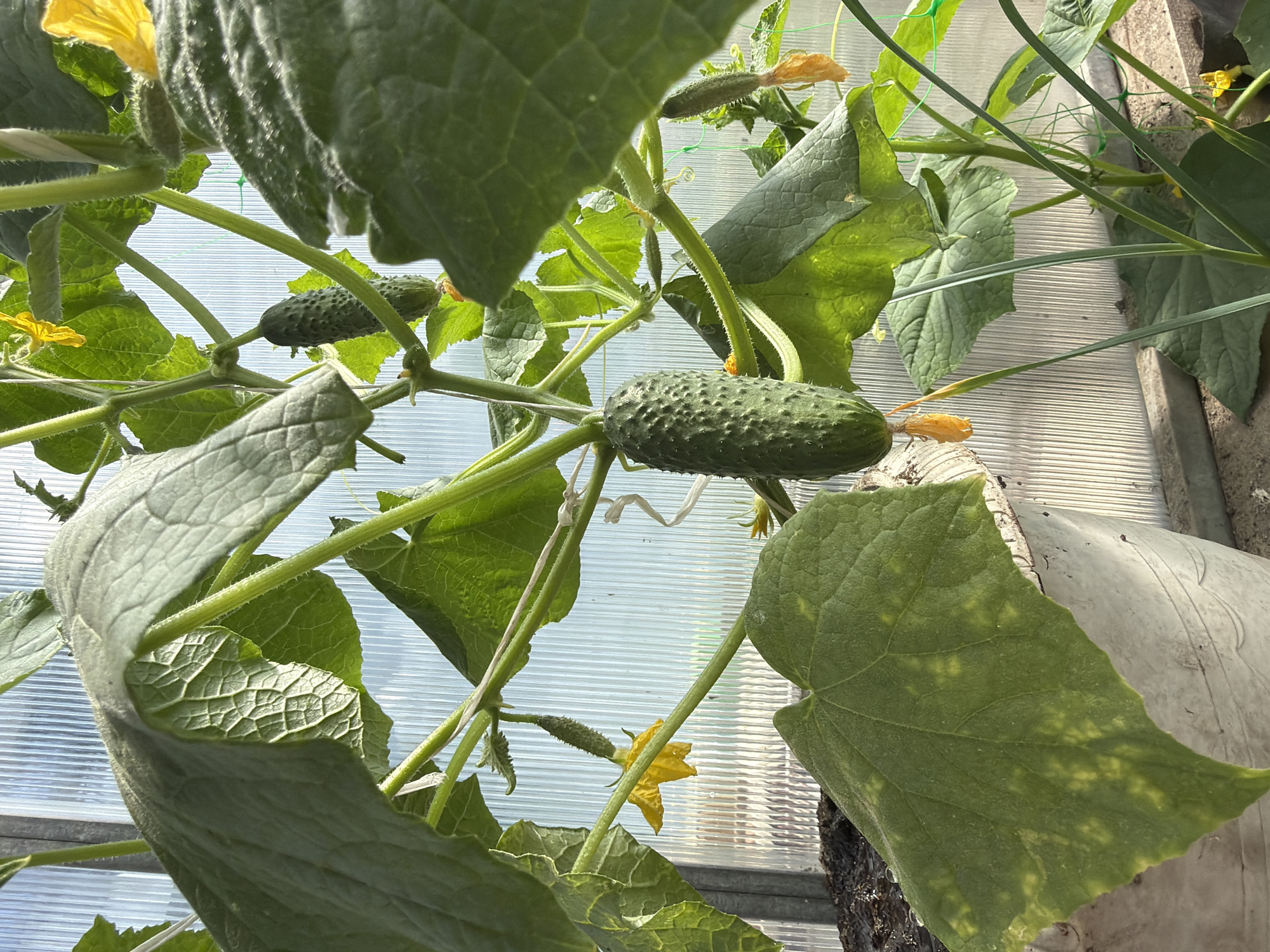 In a greenhouse in Khekhtsir, Russia, a cucumber plant with large green leaves and yellow flowers is growing. Several cucumbers are visible, some small and others larger and more mature. The cucumbers hang from the vine, attached by their stems. The greenhouse appears to be made of corrugated plastic sheeting, and sunlight filters through the panels. There is a white pot visible in the foreground, suggesting the plant is being grown in a container. The overall scene depicts a healthy, growing cucumber plant in a controlled environment.