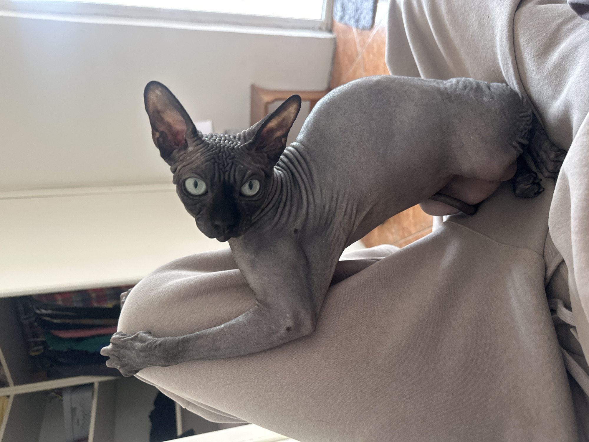 A light-skinned, hairless cat is perched on someone’s lap wearing a tan sweatshirt. The cat is facing forward with its front left paw resting on the lap. The cat has light green eyes and wrinkly skin. Behind the cat are a white wall, a door, and what appears to be a partially visible closet. The location is not possible to determine from the image.