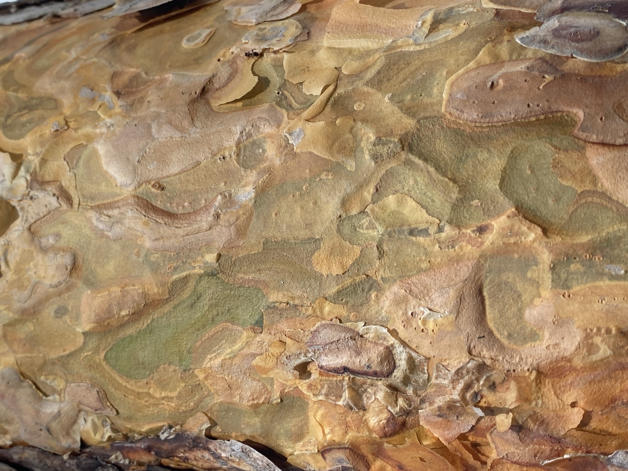 This media file is a close-up, abstract photograph of tree bark. The bark exhibits a textured surface with a mosaic of interlocking plates, varying in color from light tan and yellow-brown to deeper reddish-brown and patches of green. The textures range from smooth, peeling layers to rougher, more granular areas. There are small, dark pores visible in some sections of the bark. The lighting suggests it is daytime, likely with bright sunlight, creating highlights and shadows that emphasize the relief of the bark's surface. No people, specific objects, or discernible activities are present. The context provided, "Leninsky, Russia," indicates the geographical origin of the subject, but there are no visual cues within the image itself to confirm this location. The overall impression is one of natural detail and the intricate patterns found in nature.