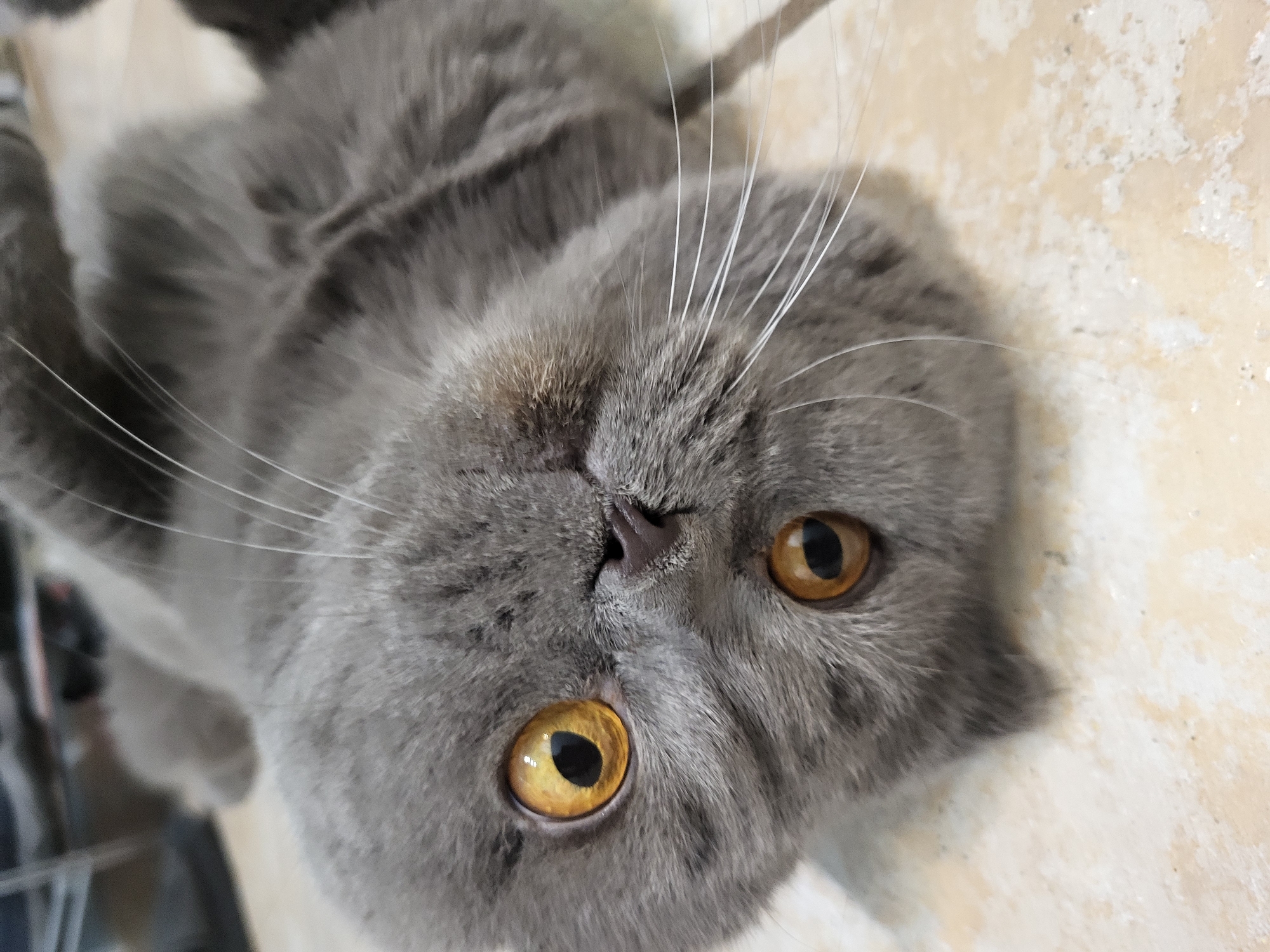 A British Shorthair cat with grey fur and striking amber eyes is lying on its back on a tiled floor, with its head tilted and facing the camera. Its eyes are wide open, and its whiskers are prominently displayed. The background is blurred, but appears to be an indoor setting. The cat's body is partially visible, with its paws extended upwards. The image is a close-up shot, focusing on the cat's face and upper body.