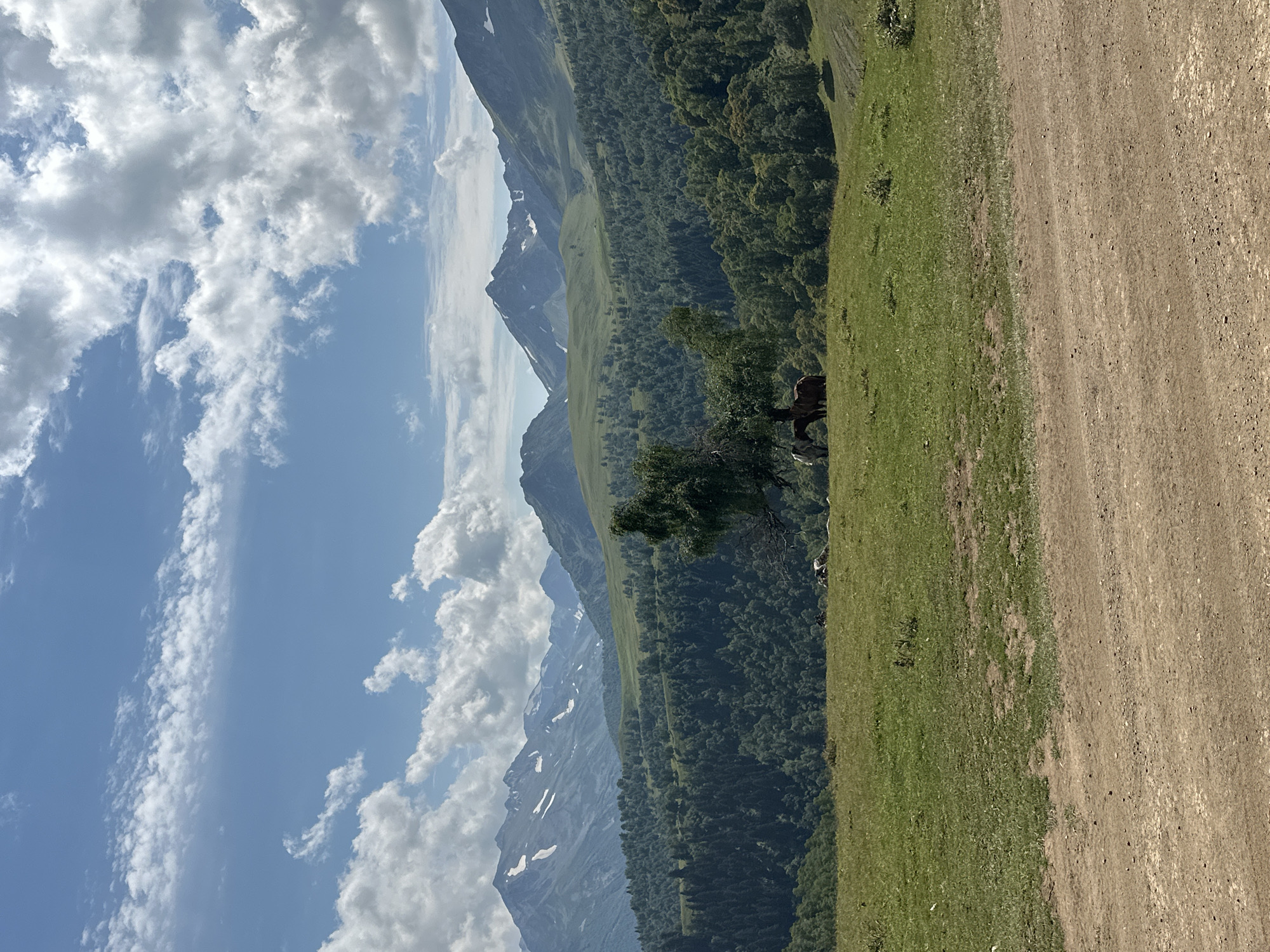 This is a wide, landscape photograph of a mountain scene in Lunnaya Polyana, Russia. The foreground features a dirt road. Behind the road, a grassy hill rises, with several horses grazing. A lone tree stands on the hill, casting a shadow. In the mid-ground, a dense forest covers rolling hills. The background is dominated by a range of majestic mountains, some of which have snow-capped peaks, under a bright blue sky with scattered white clouds. The overall impression is one of natural beauty and tranquility.