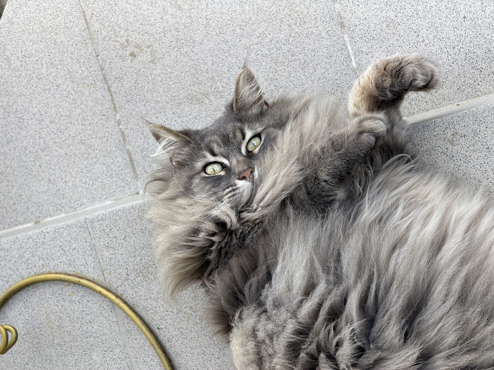 A grey, long-haired cat with green eyes lies on a grey-tiled surface. One paw is raised in the air. A portion of a gold-colored metal stand is visible in the lower left corner. No people are visible. No information can be inferred about the location in Rossiyskiy, Russia.