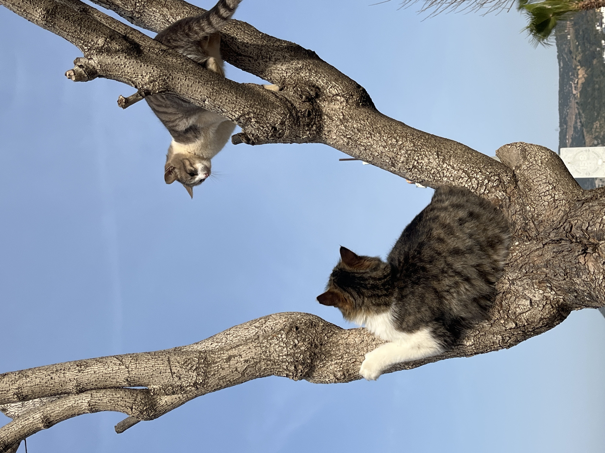 Two tabby cats are perched on the branches of a tree against a bright blue sky. One cat is hanging upside down from a higher branch, looking downward. The other cat is sitting on a lower branch, looking up at the upside-down cat. In the background, blurred scenery suggests a hillside or landscape, possibly a mountain range. A building and a palm tree can also be seen. The image was likely taken in the city of Alanya, Turkey.