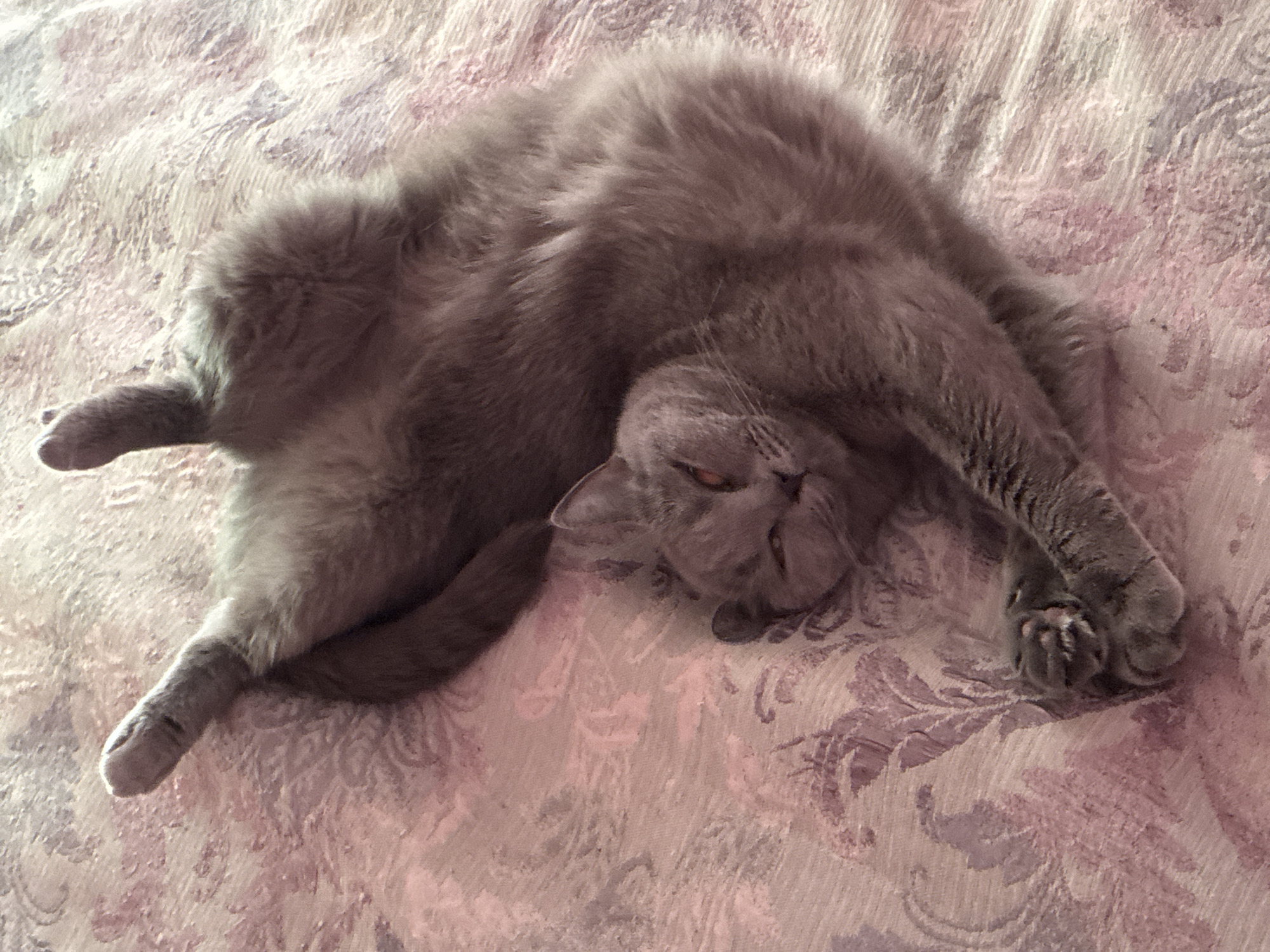 The image shows a grey cat lying on its back on a patterned pink and white fabric. The cat is in a relaxed pose with its legs stretched out. Its eyes are partially closed and its head is tilted slightly. The background is a close-up of the fabric, which has a floral or paisley pattern. There is no visible indication of the cat's location, nor is there any information about the city of Alanya, Turkey.