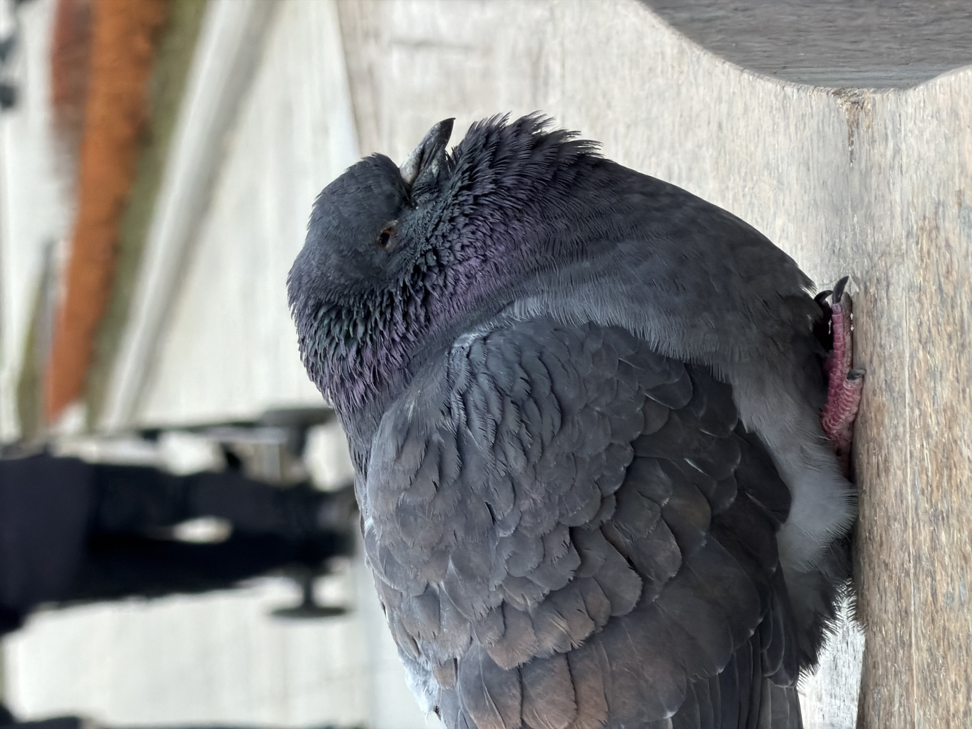 A close-up, vertical shot captures a pigeon, likely a rock dove, in a resting or sleeping posture against a textured wooden surface. The pigeon's head is tucked back into its shoulder, with its eye barely visible. Its dark gray and bluish-purple iridescent neck feathers are prominent, contrasting with the predominantly dark gray body plumage. One pinkish-red foot with dark talons is visible, gripping the light brown wooden surface, which appears aged and weathered. The background is softly blurred, showing indistinct light and dark shapes that suggest urban structures or elements beyond the immediate setting. The lighting is soft and diffused, indicating natural daylight. The overall scene conveys a sense of calm. No text is visible in the image. The location is Moscow, Russia.