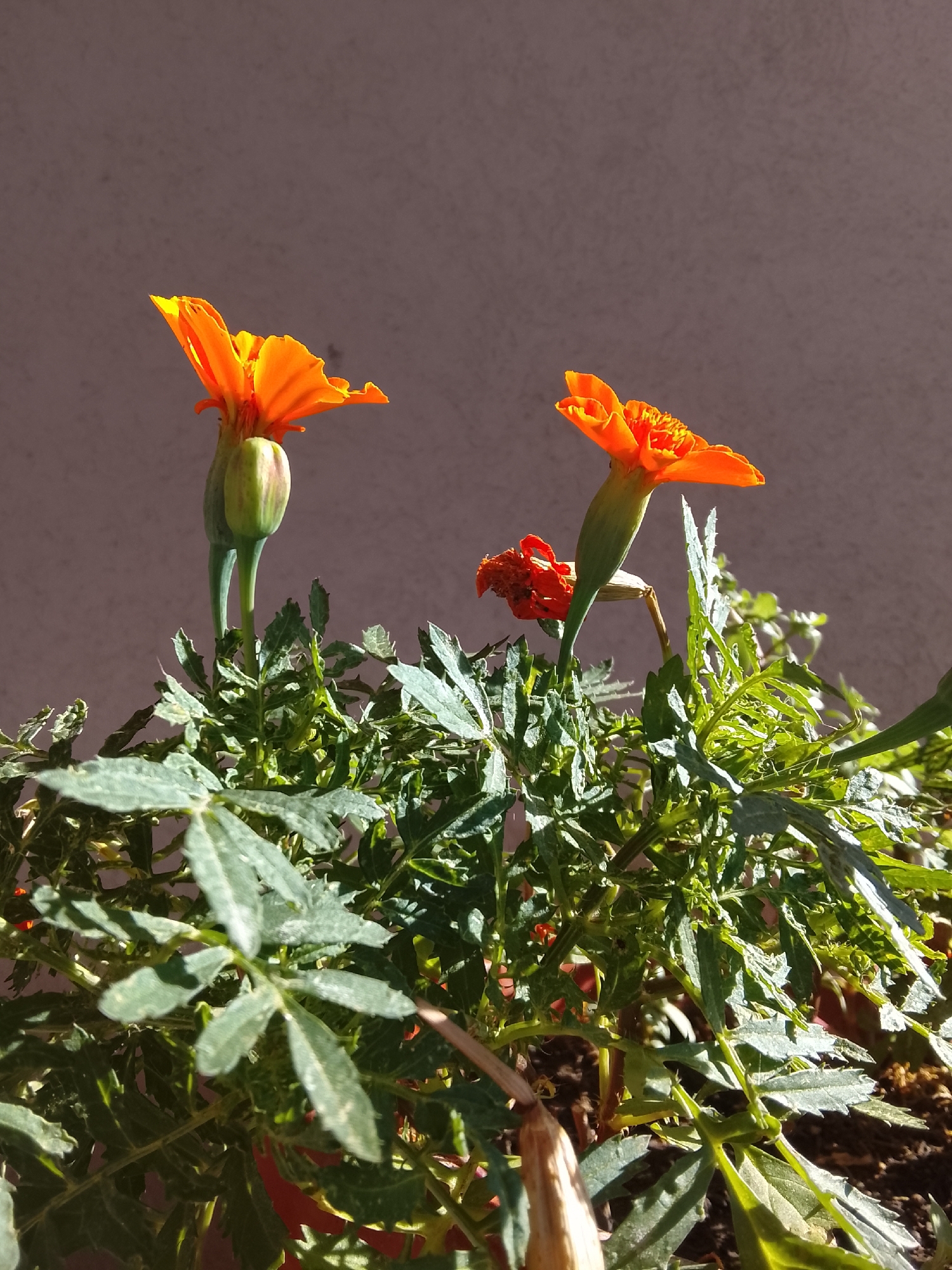 A close-up, outdoor, eye-level, vertical shot showcases a marigold plant with vibrant orange flowers and green foliage against a plain, light brown background. The focus is on two prominent orange marigold flowers, one fully bloomed and facing left, the other partially open and facing right. A single green bud is also visible on the left side of the frame. The plant appears to be in a pot, suggested by the visible soil at the bottom right. The lighting indicates it's daytime, with sunlight casting shadows and highlighting the textures of the petals and leaves. There are no people or animals present in the image. The scene is likely in a garden or balcony setting within the city of Nesebar, Bulgaria.