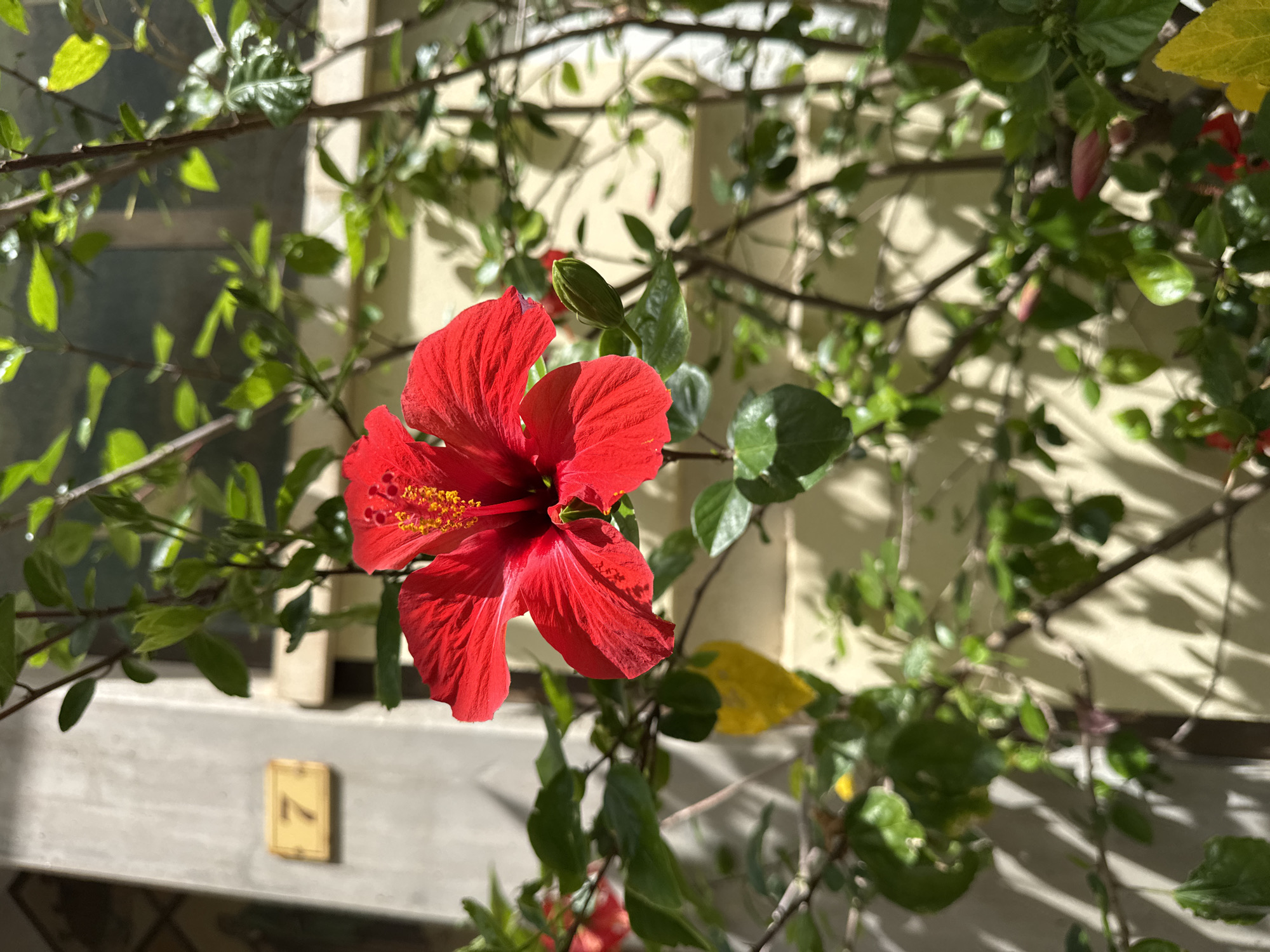 The image depicts a close-up of a vibrant red hibiscus flower in full bloom, its petals unfurling towards the sunlight. The flower is positioned in the center of the frame, with its delicate stamen and pistil clearly visible and tipped with yellow pollen. The hibiscus is part of a bush or tree with numerous green leaves and some smaller, unopened buds and red flowers in the background.
The scene is set outdoors, with dappled sunlight casting shadows on a light-colored wall behind the foliage. The lighting suggests it is daytime, likely morning or afternoon, given the warmth of the light and the distinct shadows. A hint of a window or building structure is visible to the left, with some vertical elements that appear to be part of its architecture. Below the plant, a light grey surface is visible, and on it rests a small, rectangular object with a yellow border and the number "7" printed in black. This object could be a house number or part of a sign.
The overall impression is one of natural beauty and tranquility, with the bright red of the hibiscus contrasting against the lush green of the leaves and the muted tones of the background. There is no specific activity taking place, other than the natural growth and blooming of the plant. The location context of Gandia, Spain, suggests a warm, possibly Mediterranean climate where such flowers thrive.