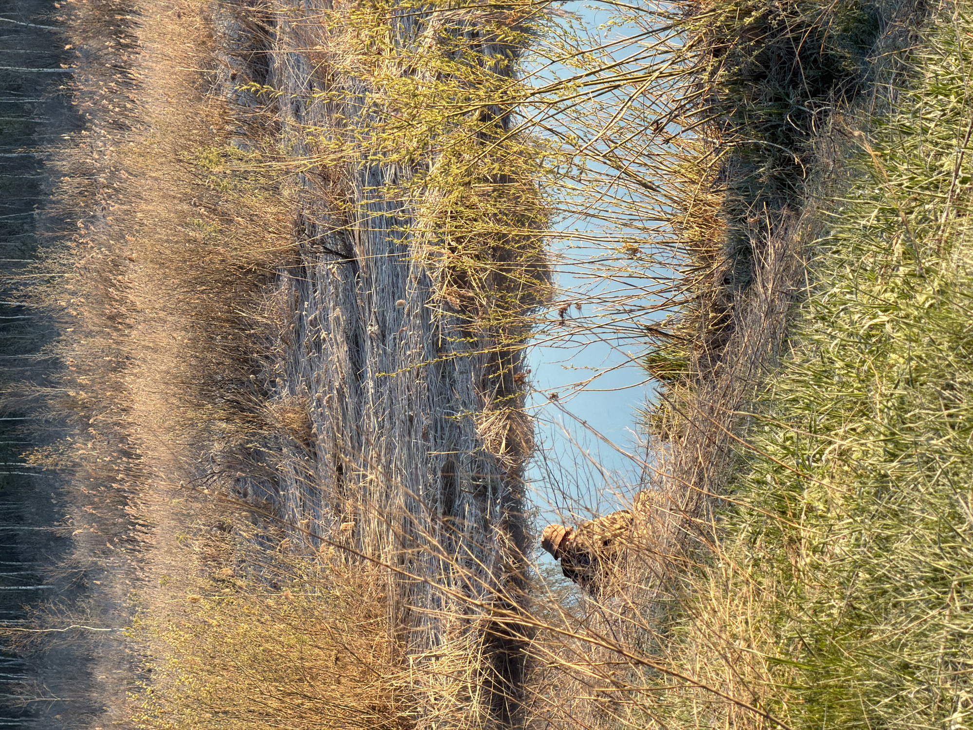The image shows a landscape scene, potentially a body of water flanked by dense vegetation. On the left, there's a reflection, suggesting a calm water surface mirroring the opposite bank. The vegetation includes tall reeds or grasses and trees. The overall color palette consists of browns, golds, and greens. There are no people visible in the frame. The exact location within the city of Izhevsk, Russia is not discernible from the image.