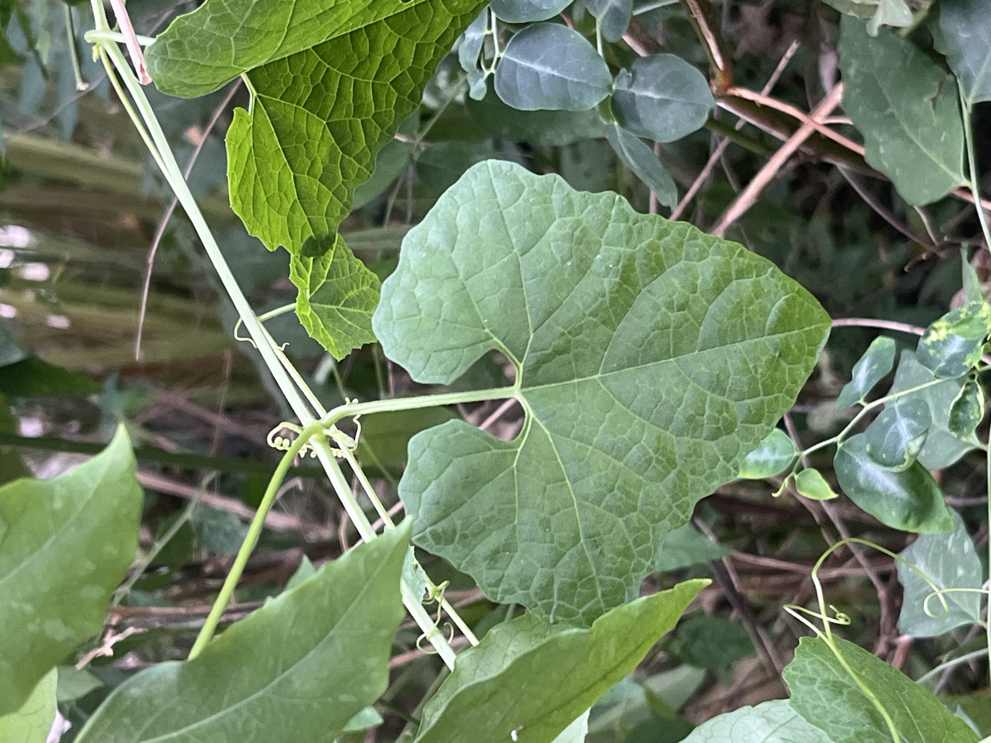 A close-up, eye-level shot focuses on a heart-shaped, vibrant green leaf with prominent veins. The leaf is situated in the foreground, partially obscuring the background, which consists of dense foliage and thin, brown branches. A thin, pale green vine with coiled tendrils extends from the upper left of the frame towards the center, weaving around other stems. The overall environment appears to be a natural, outdoor setting with abundant plant life. No people or man-made objects are visible. The location is Meliau Hulu, Indonesia.