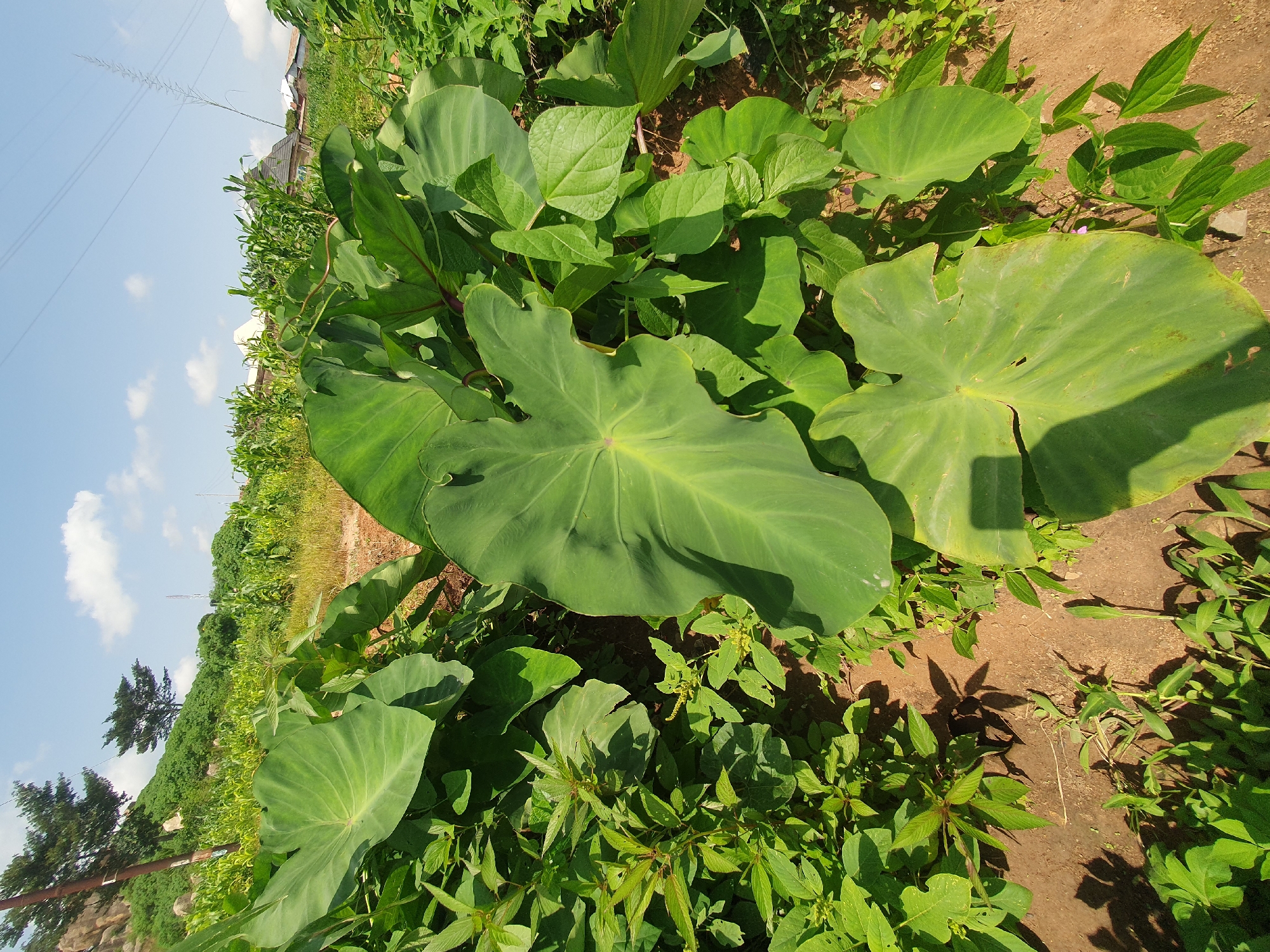 This image captures a lush, green landscape with large elephant ear plants in the foreground. The plants, with their broad, heart-shaped leaves, dominate the scene, casting shadows on the reddish-brown soil. Behind the elephant ears, a field of corn can be seen, suggesting an agricultural setting. In the distance, a few buildings with varying roof types are visible, hinting at a small settlement or village. The sky is a clear blue with a few wispy white clouds. A power line stretches across the upper portion of the image. The scene is indicative of a rural or semi-rural environment, possibly within the city of Gura Top, Nigeria, given the vegetation and architectural style of the distant buildings. There are no people or animals present in the image. The overall impression is one of natural growth and local agricultural activity under a bright, sunny sky.