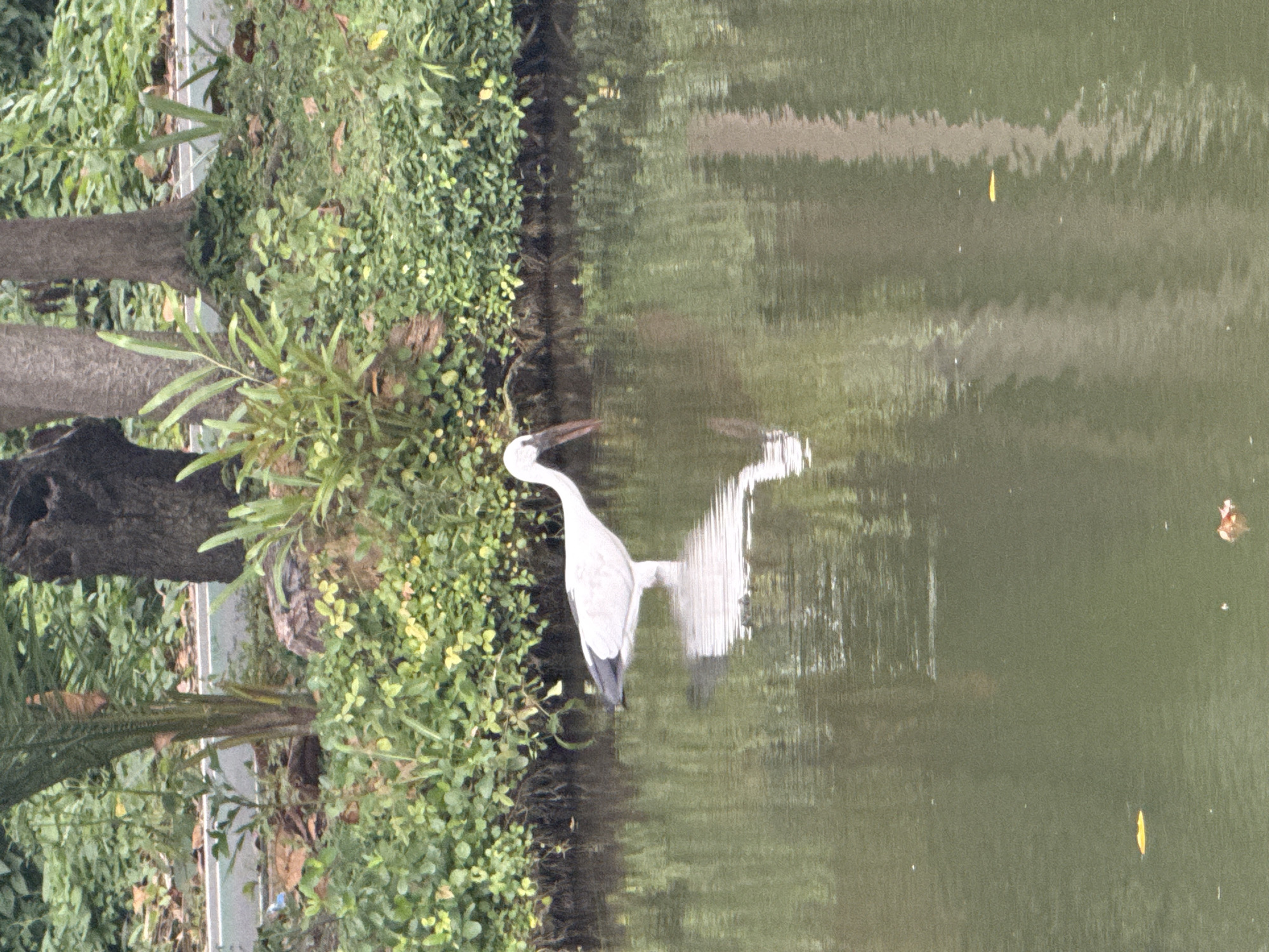 A white stork with black markings on its wings stands in shallow water. The stork is facing right, with its head lowered as if foraging. Its reflection is visible in the water, as are ripples. The background consists of lush green vegetation and trees, with some fallen leaves on the water's surface. The scene appears to be in a park or natural area.