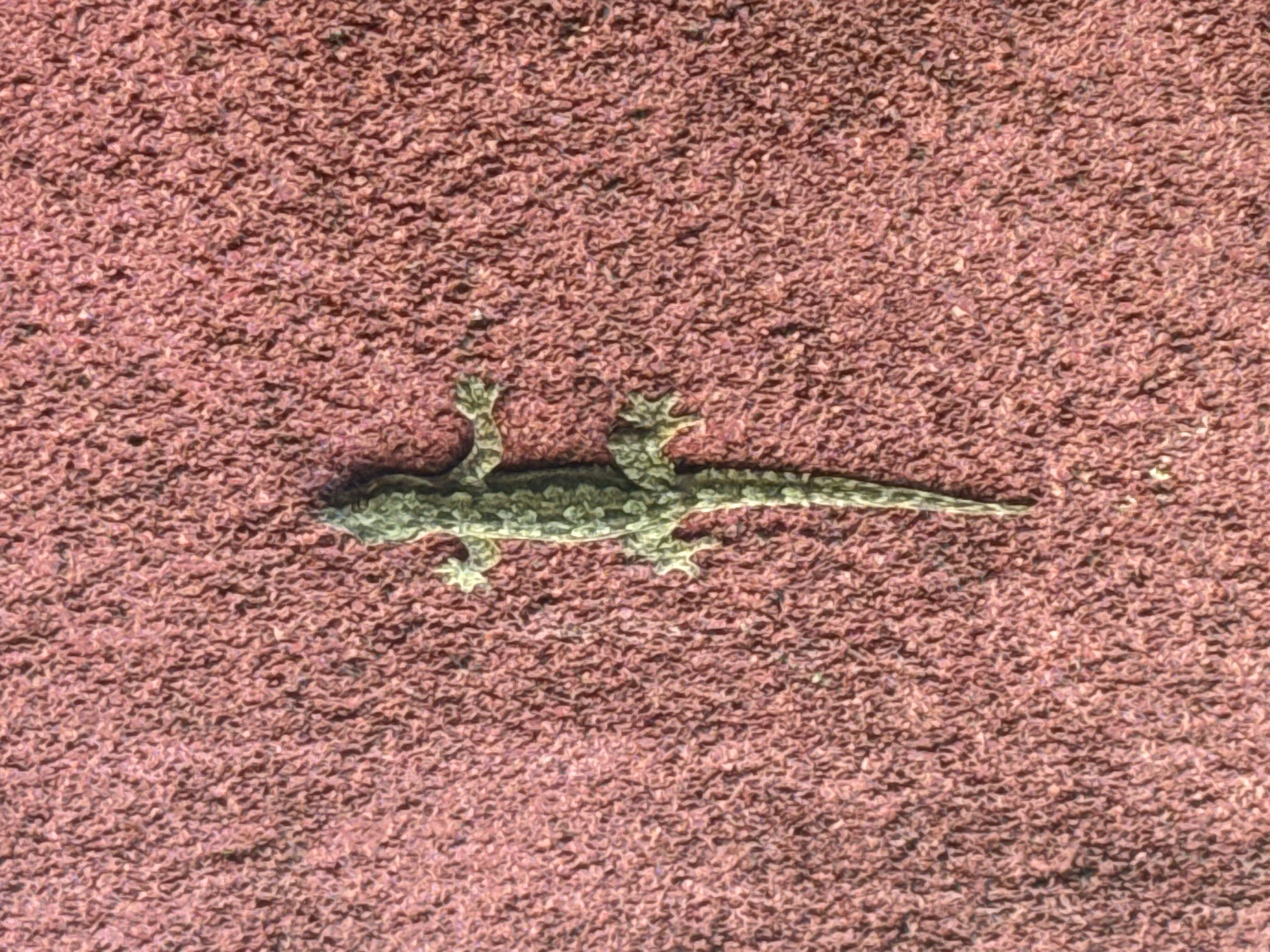 A pale green gecko lies on a textured, reddish-brown surface resembling carpet or a similar material. The gecko is positioned horizontally across the center of the frame. The environment seems to be an interior. There is no information about the location of Nha Trang Ward, Vietnam in the image.