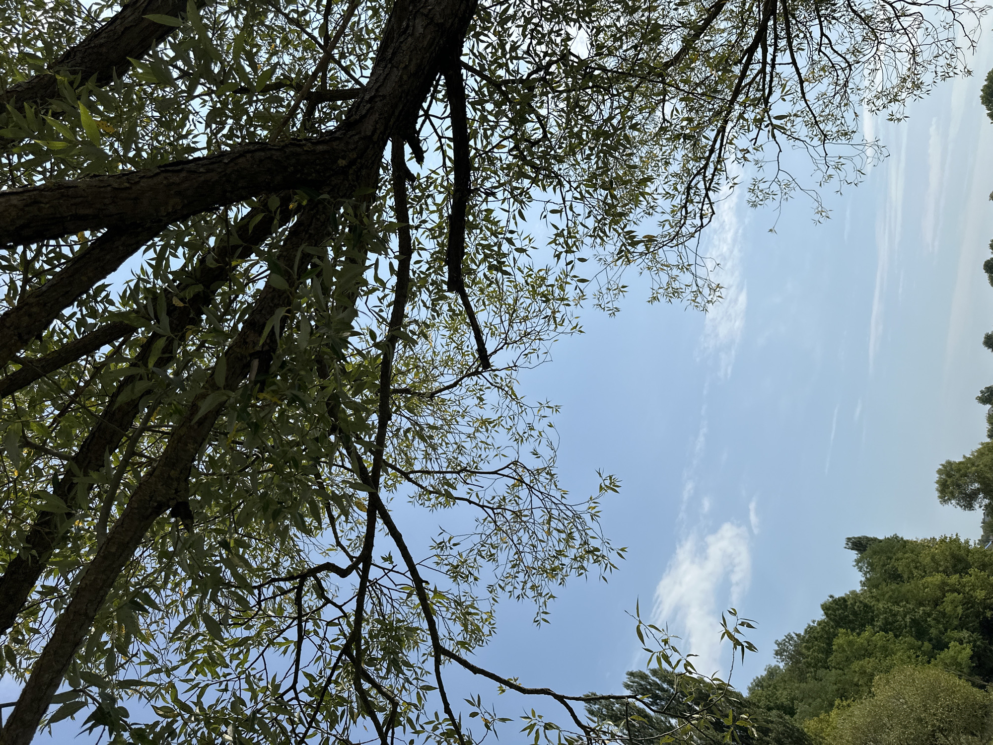 The image captures a view looking upwards towards a bright blue sky through the branches and leaves of a large tree. The tree's bark is dark and textured, and its branches spread out, dappled with green foliage. In the distance, a line of lush green trees forms a dense forest along what appears to be the edge of the city of Makiv, Ukraine. A few wispy clouds drift across the sky, adding texture to the otherwise clear expanse. The lower portion of the image reveals the tops of these distant trees. The scene is serene and natural, bathed in daylight, suggesting an outdoor setting likely within or near a park or a wooded area in Makiv.