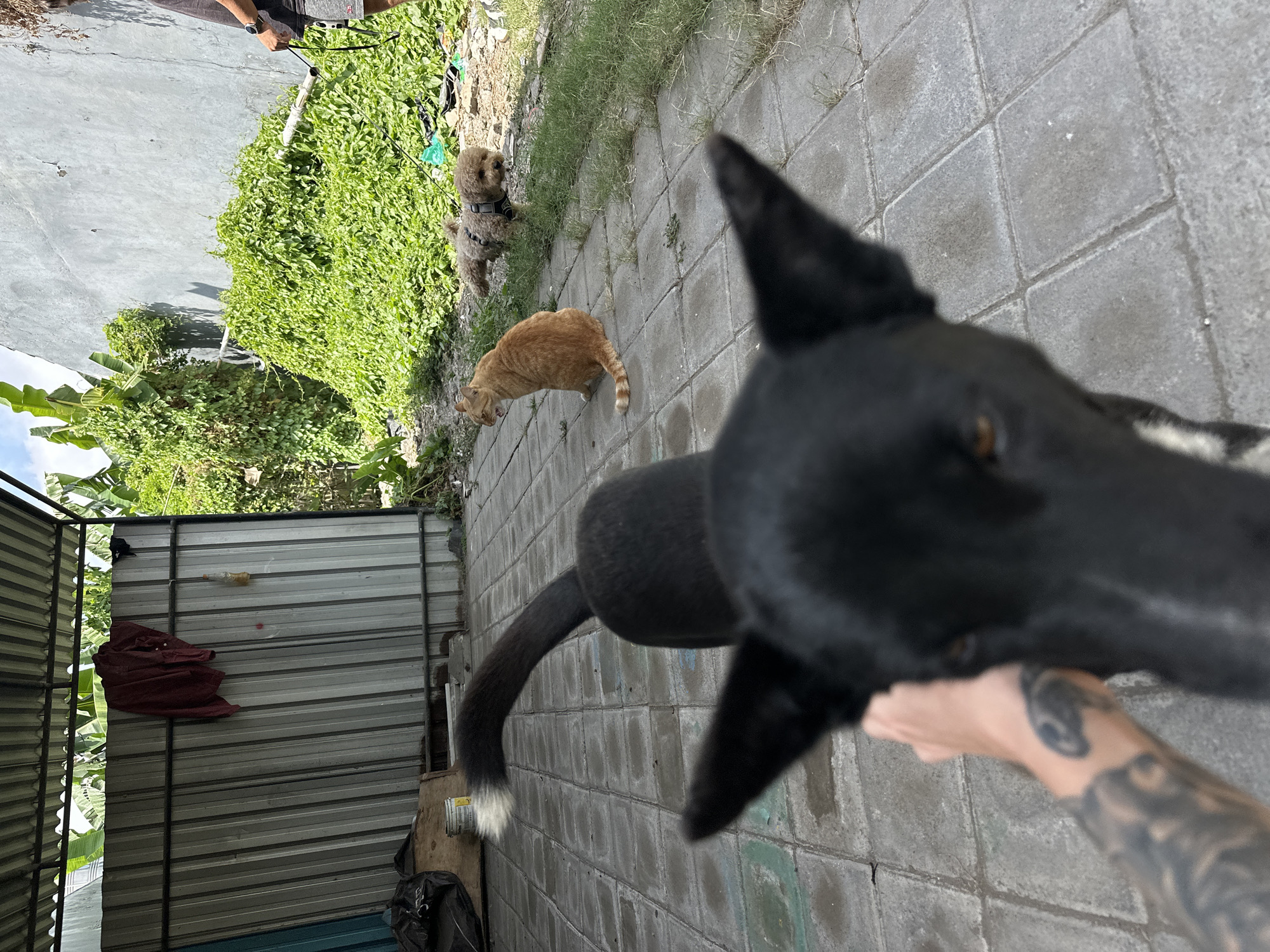 In a paved outdoor area likely in North Kuta, Indonesia, a black dog with a white-tipped tail is in the foreground, its head and ears partially obscuring the view. A human hand with tattoos is gently petting the dog. In the midground, an orange cat sits on the pavement, facing right with its mouth slightly open. Further back, a small, brown poodle wearing a harness stands on the grass, facing left. Behind the animals, a grey concrete wall forms the background, with lush green vegetation growing in front of it. A corrugated metal roof structure with hanging clothes is visible on the left side of the image, suggesting a utilitarian or storage area. The ground is paved with rectangular tiles, and the overall scene appears to be outdoors on a sunny day.