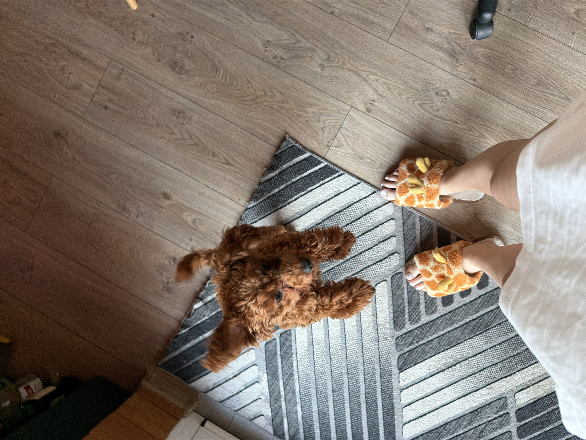 A top-down shot shows a small, fluffy, reddish-brown poodle puppy sitting on a grey and white striped rug. The puppy's ears are perked up, and its head is tilted slightly. In the lower right of the frame, a person's legs are visible, wearing a white dress and a pair of fuzzy orange giraffe-themed slippers. The floor is made of light brown wood-like laminate. In the upper left corner, part of a shelf with bottles is visible. The scene appears to be an indoor domestic setting, likely a living room or hallway, in Sofia, Bulgaria.