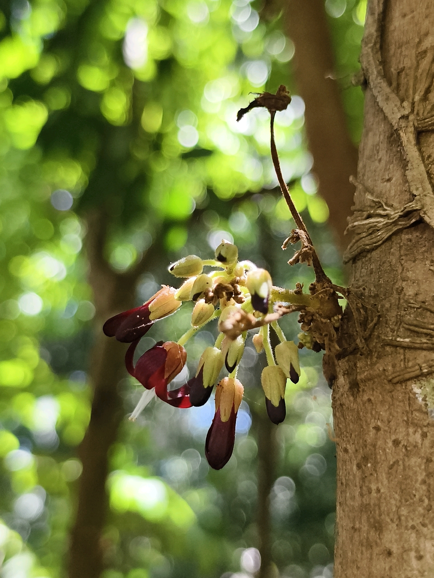 A close-up, shallow depth of field photograph captures a cluster of dark red and pale green flowers hanging from a thin stem. The flowers are bell-shaped, with the dark red petals forming a distinct curl. They are clustered together on the stem, with some appearing more open than others. The stem itself appears thin and brown, attached to a larger, textured brown tree trunk on the right side of the frame. The background is a soft blur of green foliage and circular bokeh lights, suggesting a sun-dappled environment. The image was taken in Athanikkal, India.