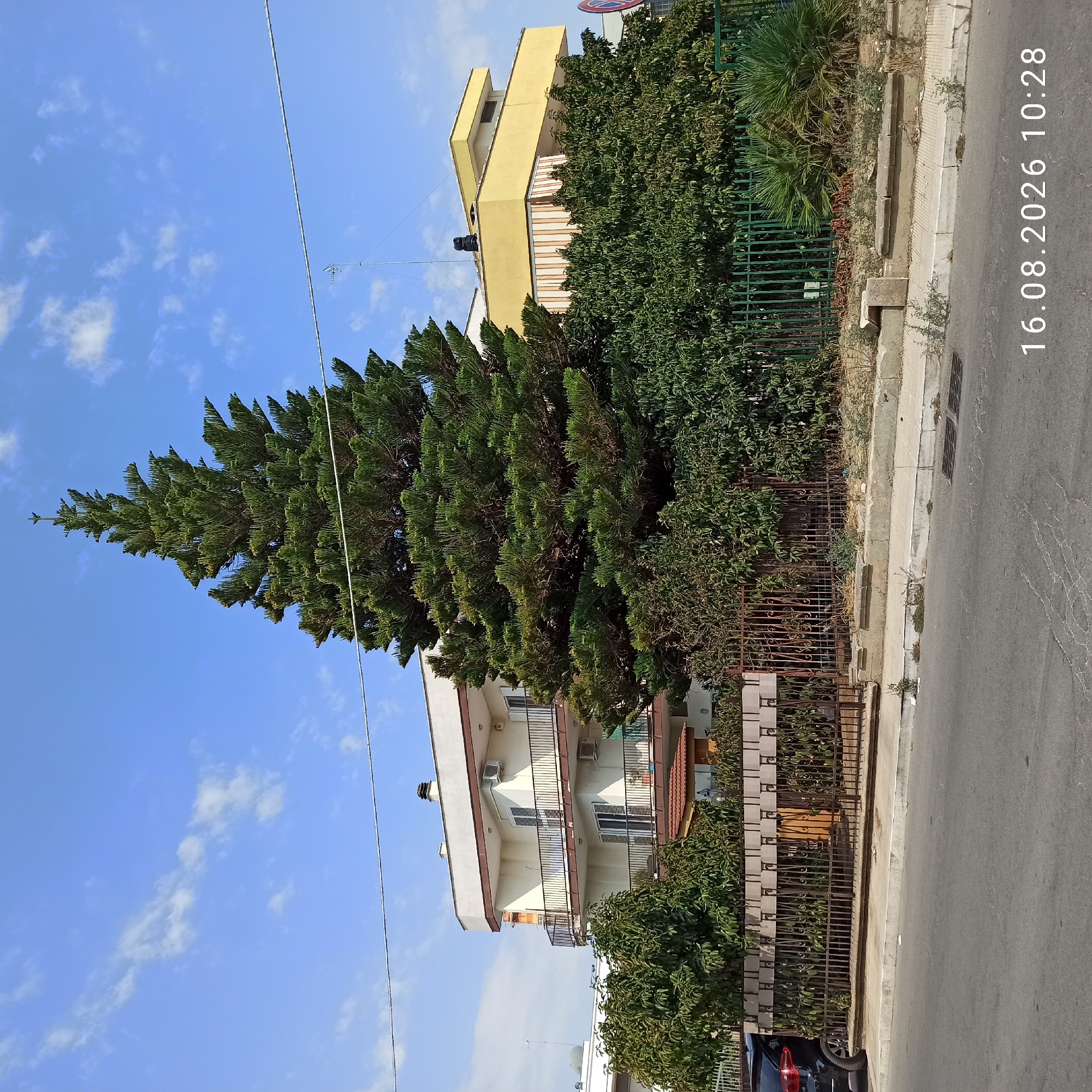 The image captures a street view in Terlizzi, Italy, on August 16, 2026, at 10:28 AM. A prominent tall, conical evergreen tree stands centrally in the foreground, partially obscuring the facade of a multi-story building with white and yellow sections. The building features balconies with dark railings and shutters on the windows. A dense green hedge runs along the front of the property, separated from the street by a decorative metal fence. To the left, a black car is parked on the side of the road. The street itself is paved and shows signs of light wear. The sky is blue with scattered white clouds.