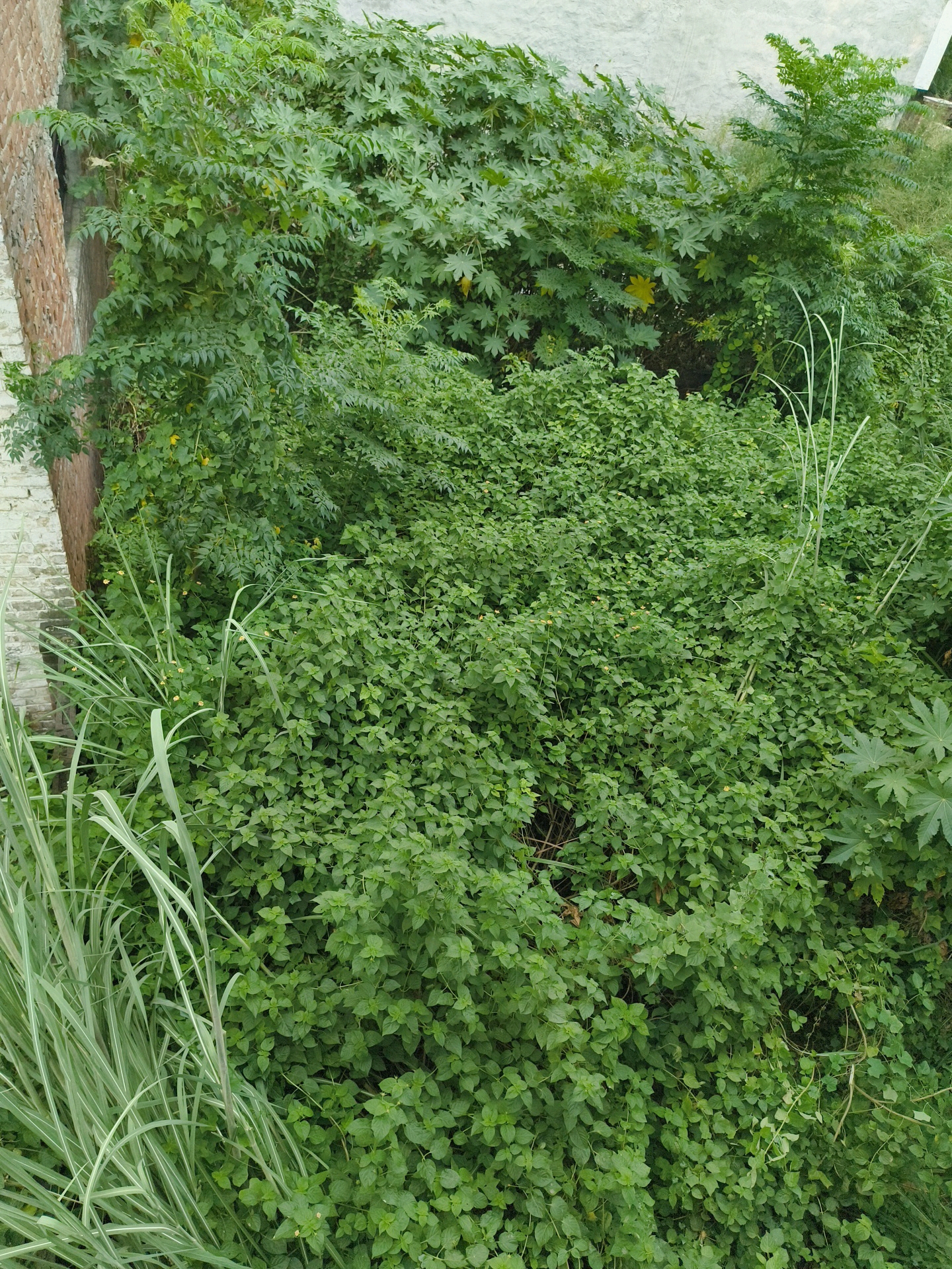 The image depicts a dense, overgrown patch of greenery adjacent to a brick wall and a light-colored building. The vegetation is lush and varied, with multiple layers of leaves and some tall, thin stalks of grass or reeds on the left side. Small yellow flowers are visible scattered throughout the smaller-leaved bushes in the foreground. In the background, larger-leaved plants, possibly castor plants, are present. A brick wall, showing signs of age with some chipping, forms the left boundary of the scene. The building behind the vegetation appears to be a simple structure with a pale exterior. The overall impression is one of untamed natural growth in an urban or semi-urban setting. The location is identified as Mohali, India, suggesting a context of likely warm and humid weather conducive to such abundant plant life. There are no people or animals visible in the image, nor are there any discernible actions or interactions taking place.