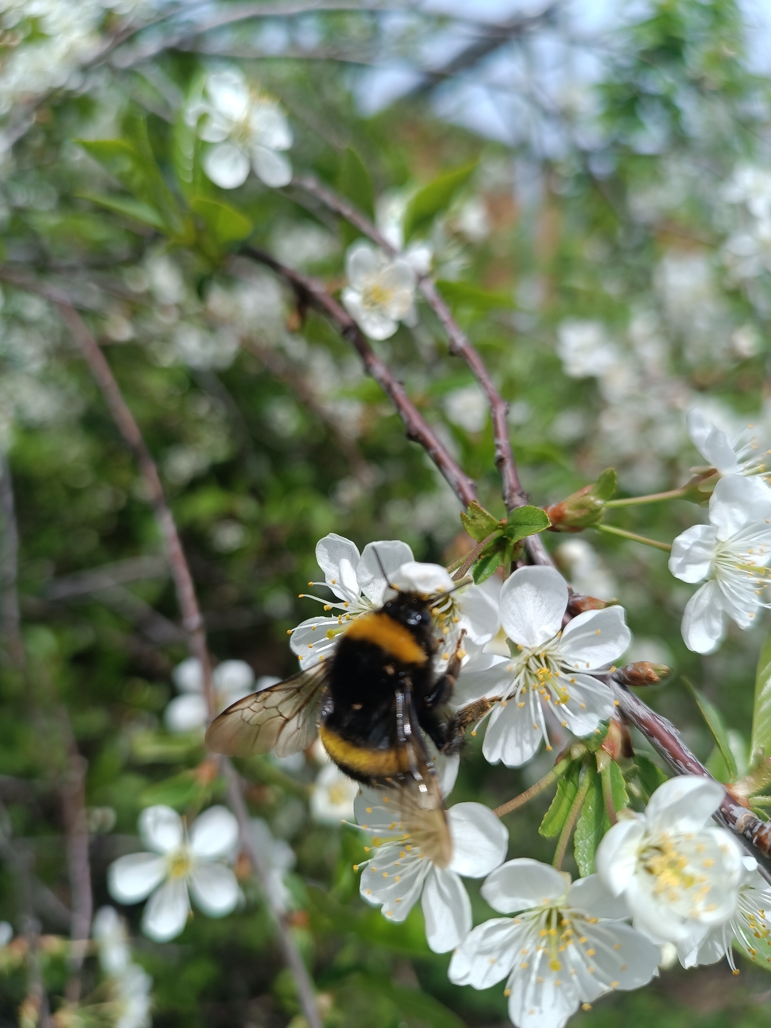 A close-up photograph captures a bumblebee feeding on white cherry blossoms. The bee has a black body with an orange stripe across its abdomen. The flowers are clustered on brown branches with green leaves. The background is blurred, showing more blossoms and foliage, suggesting a blossoming tree. The image was taken in the city of Chaikovsky, Russia.