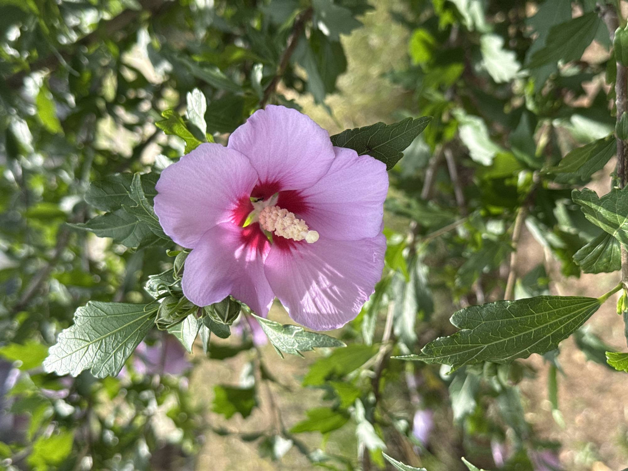 A close-up, eye-level shot captures a single, light purple hibiscus flower in full bloom, centered within the frame. The flower's delicate petals, tinged with a darker pink at the base, gracefully unfurl, revealing a prominent stamen with a fuzzy, cream-colored tip. The surrounding foliage is a vibrant tapestry of green leaves and branches, some of which are blurred by the shallow depth of field, creating a soft bokeh effect. The background is an out-of-focus blend of earthy tones and dappled sunlight, suggesting an outdoor setting in Belene, Bulgaria. The image evokes a sense of natural beauty and tranquility, with the flower serving as the undisputed focal point.